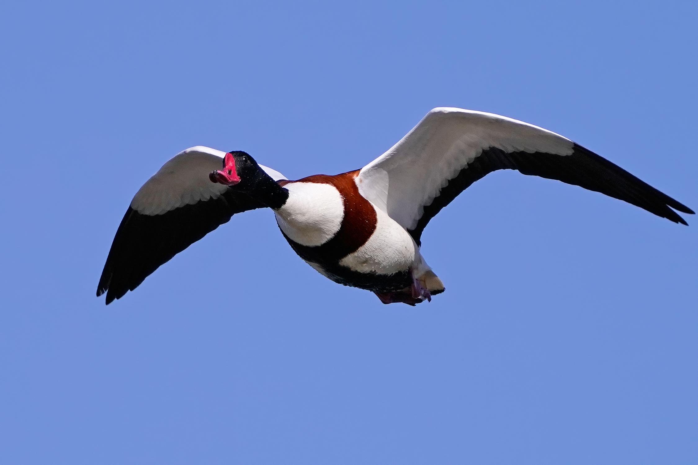 Male volpoca in flight
