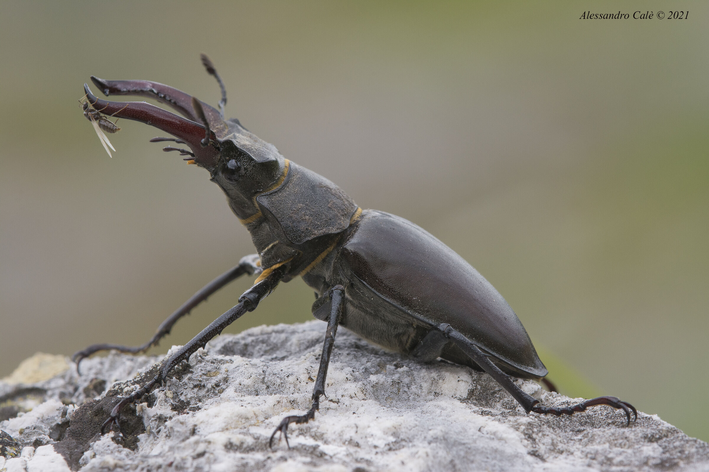 ...scusi una lucidata alle corna?