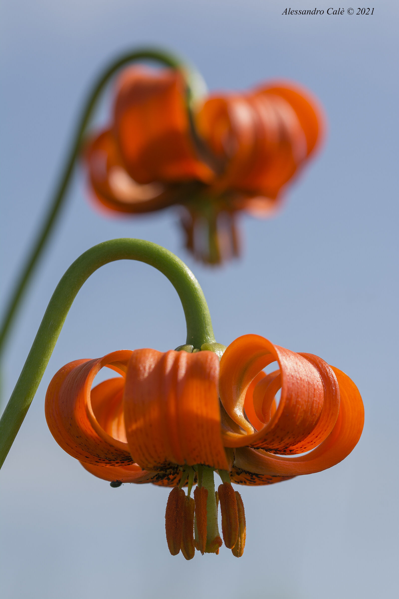 Lilium carniolicum ( Giglio carniolico) 3474