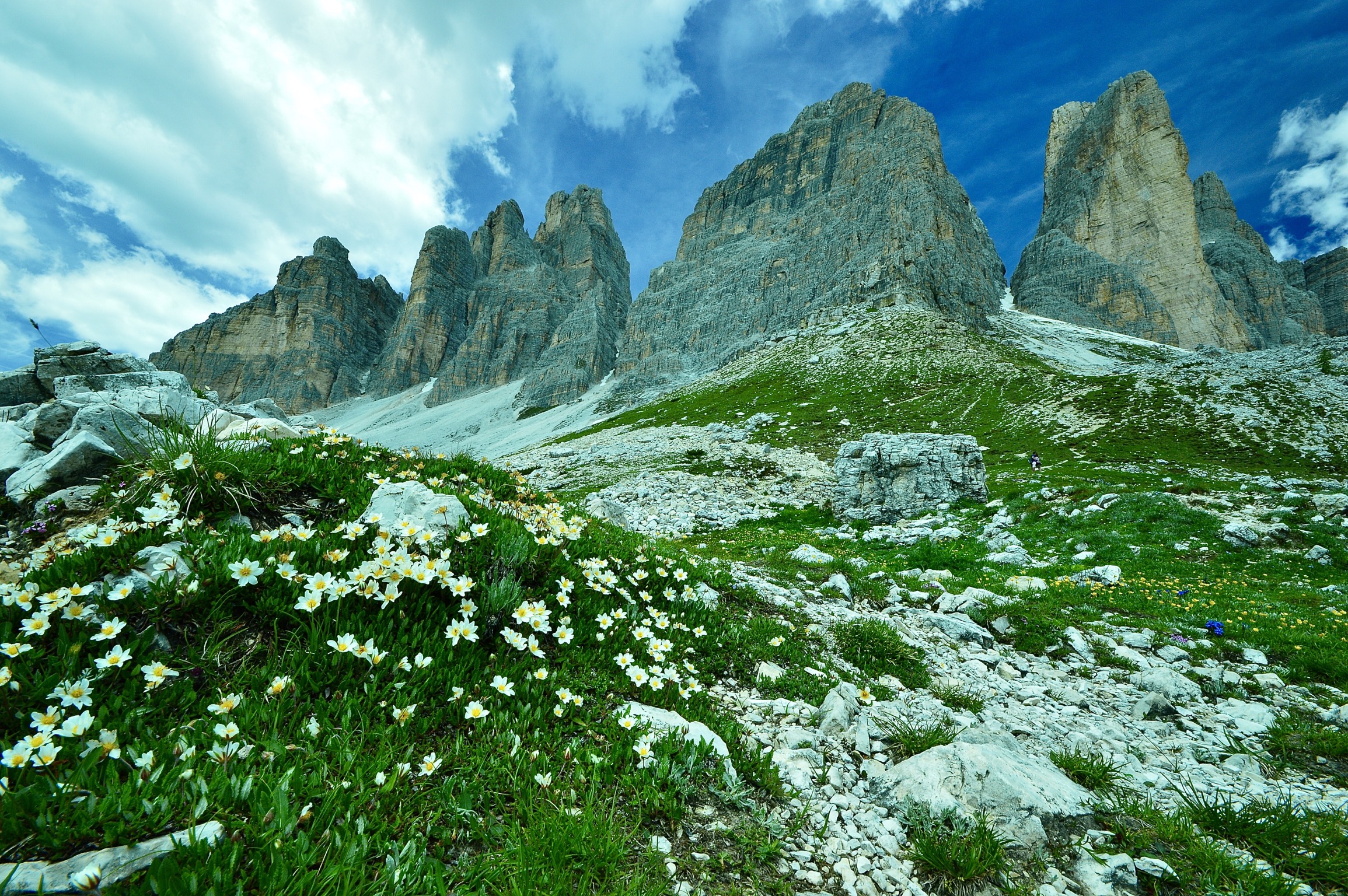 Camedrio Alpino sotto le tre cime