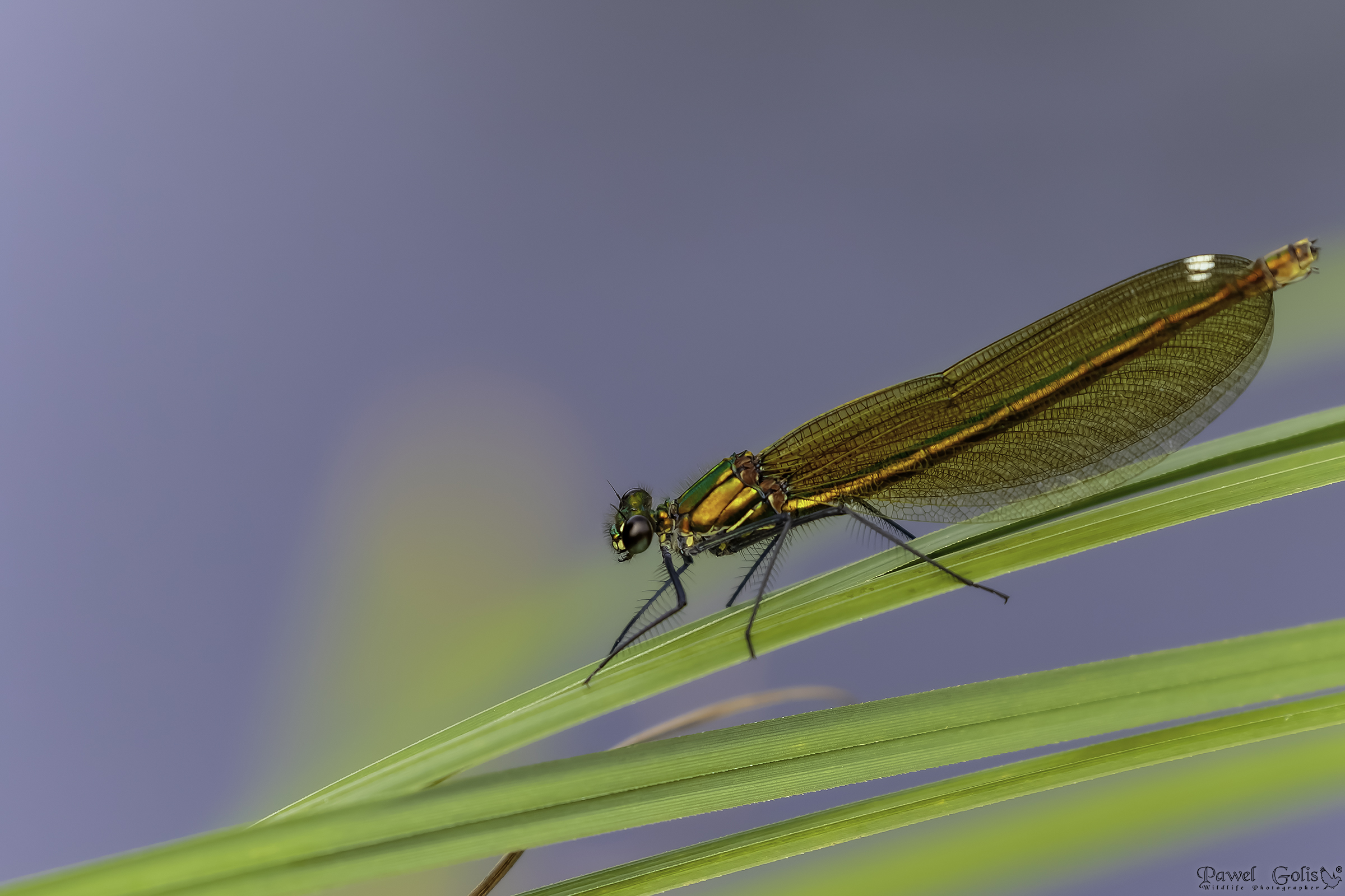 Calopteryx virgo