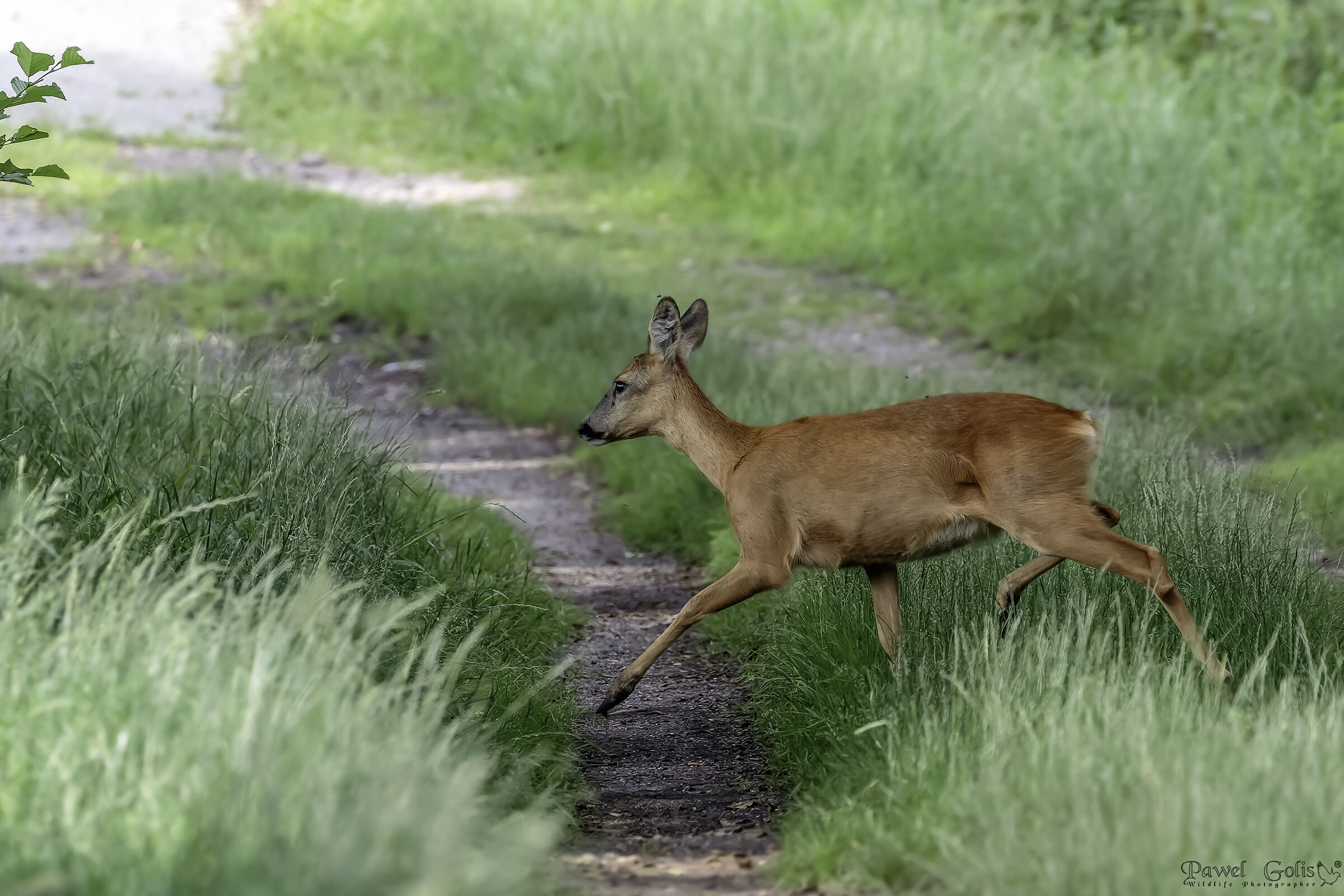 Capriolo (Capreolus capreolus)