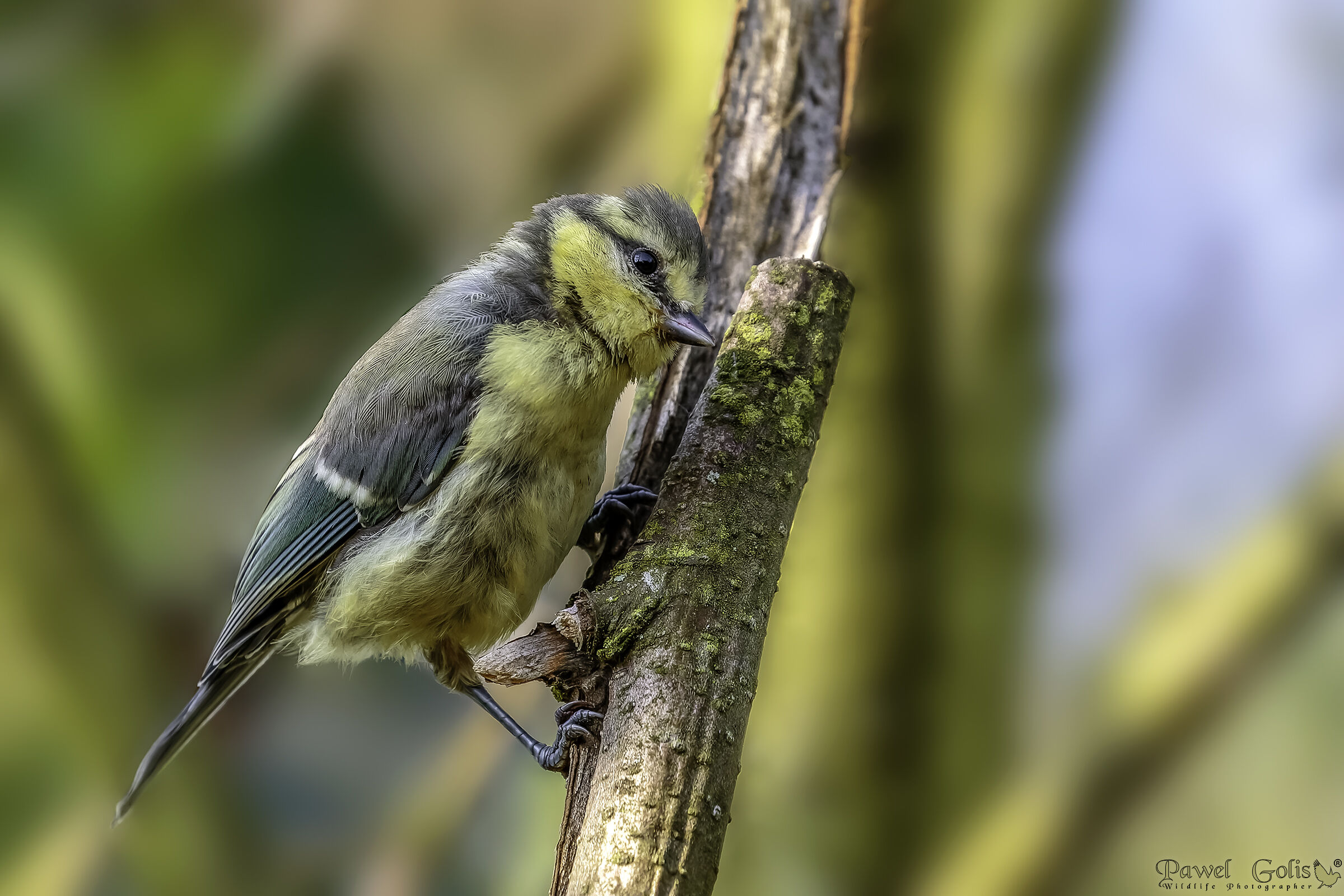 Tit blu eurasiatica (Cyanistes caeruleus)