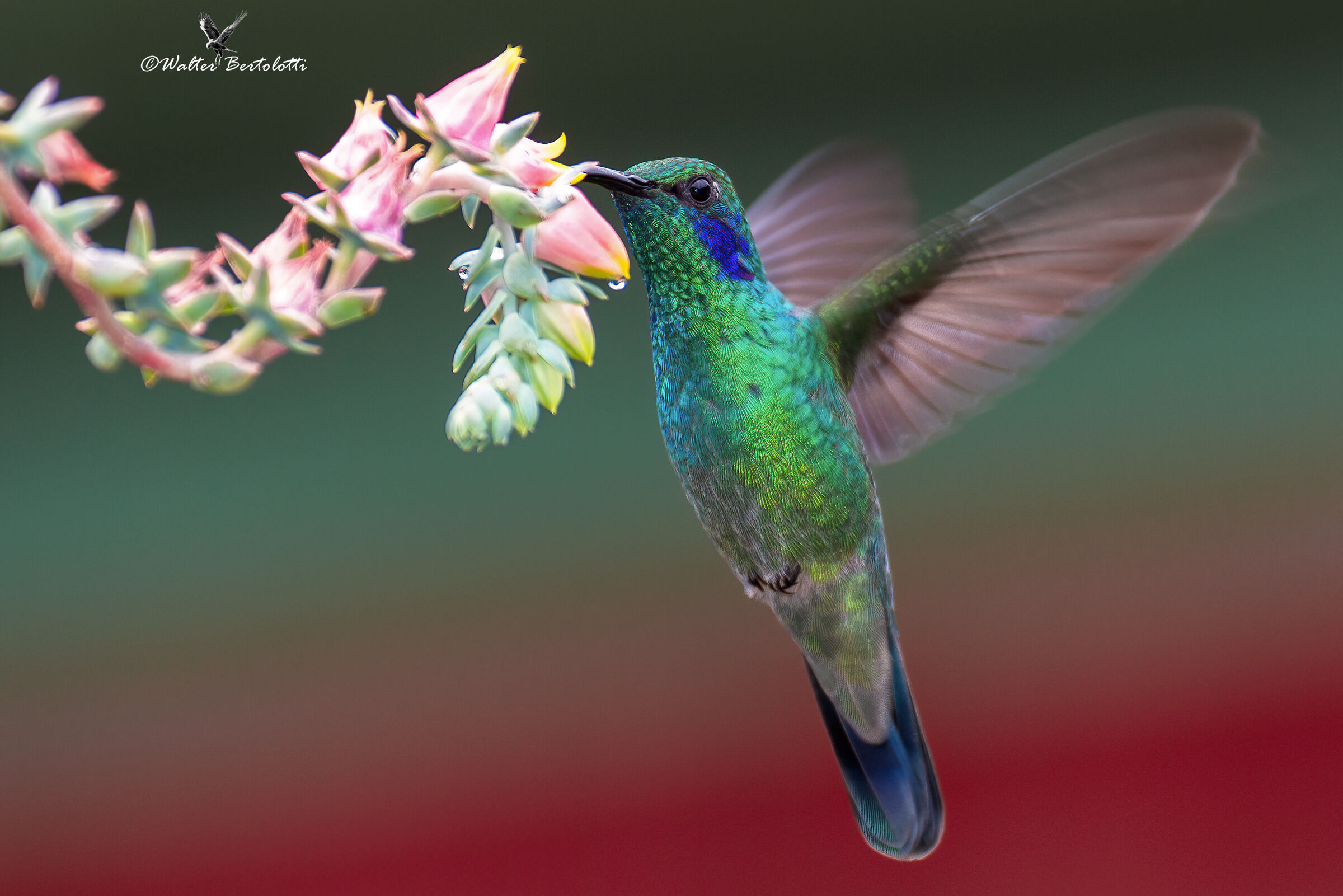 full color