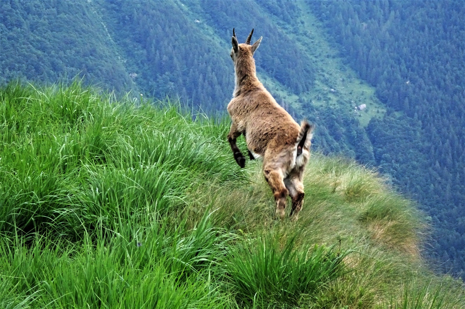 chamois