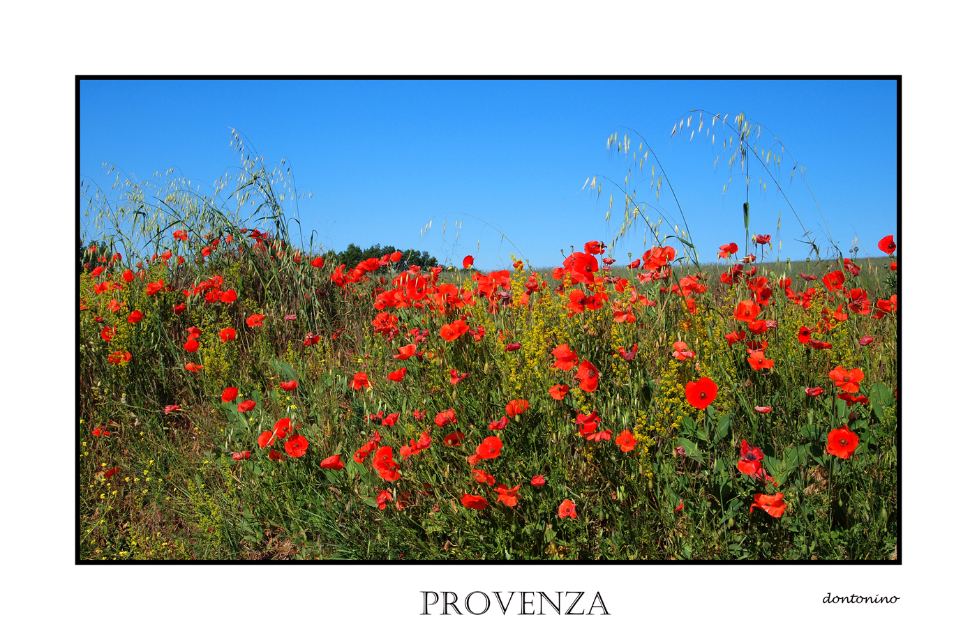 provenza