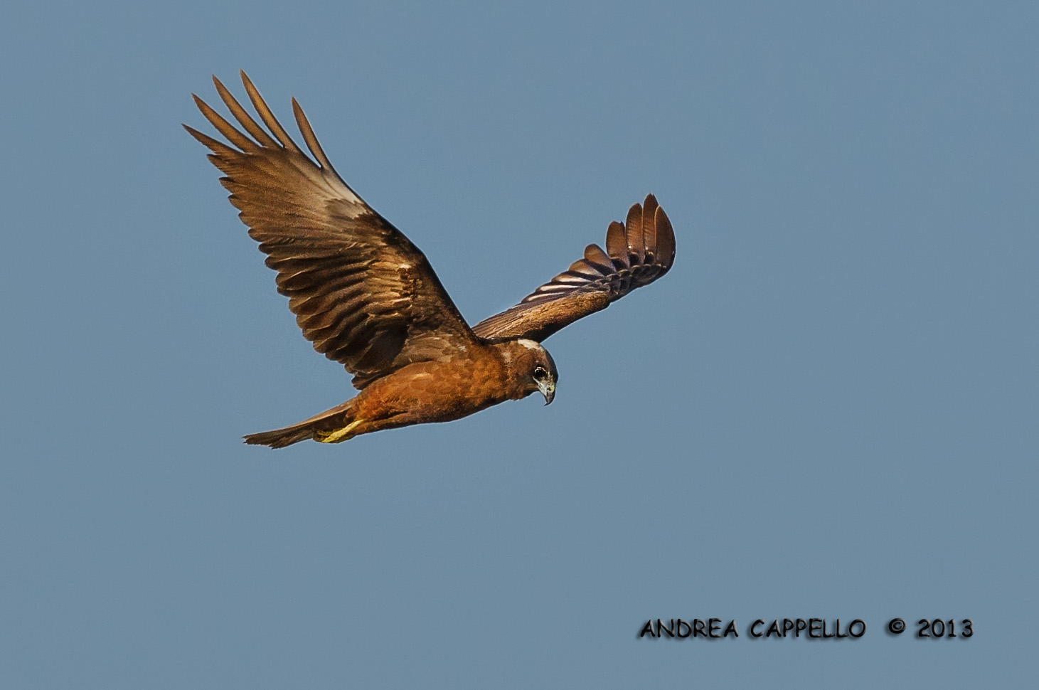 Marsh Harrier
