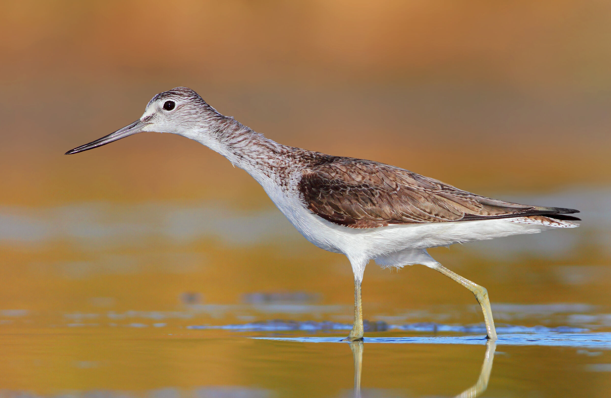greenshank