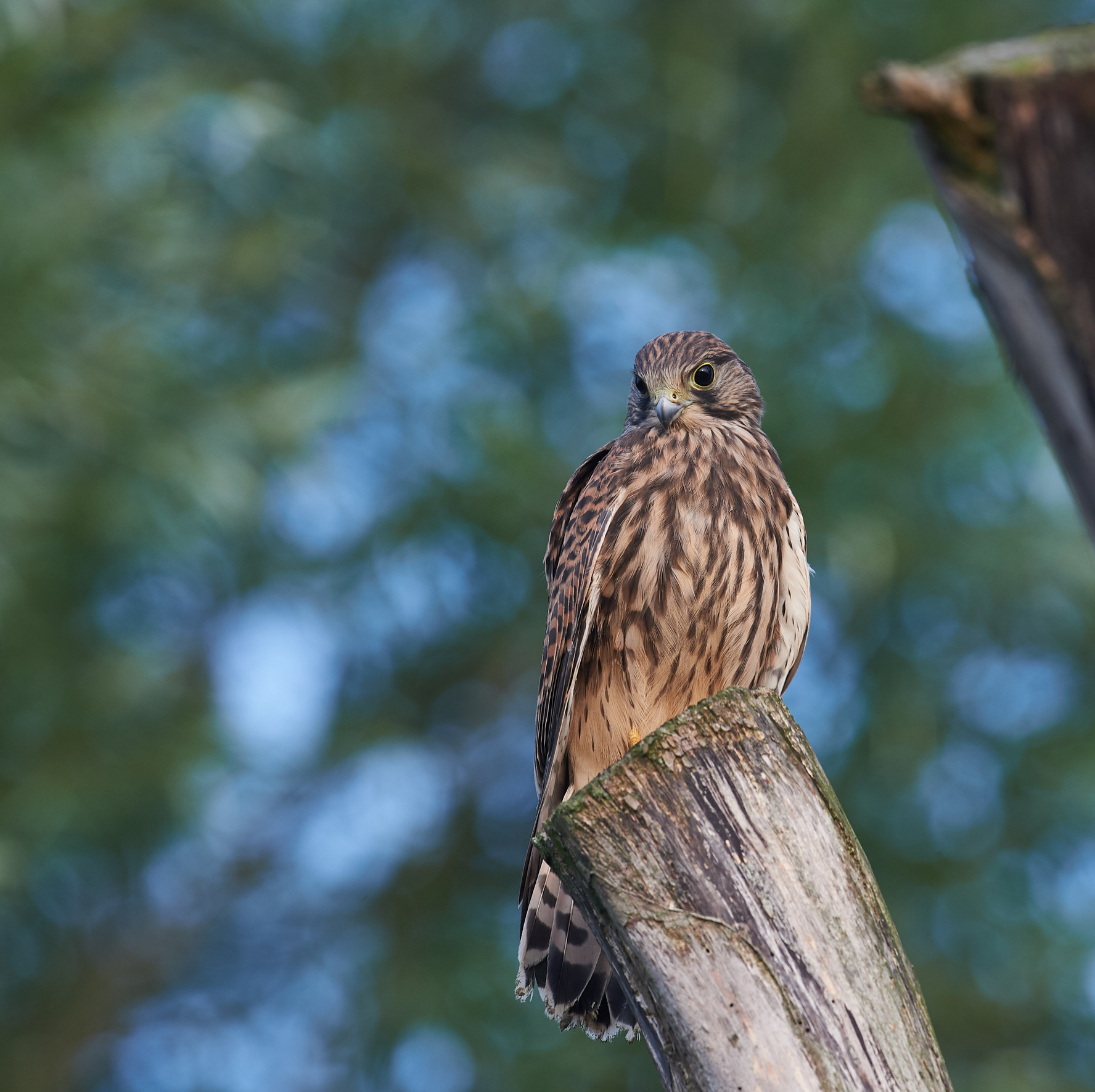 Common Kestrel juvenile