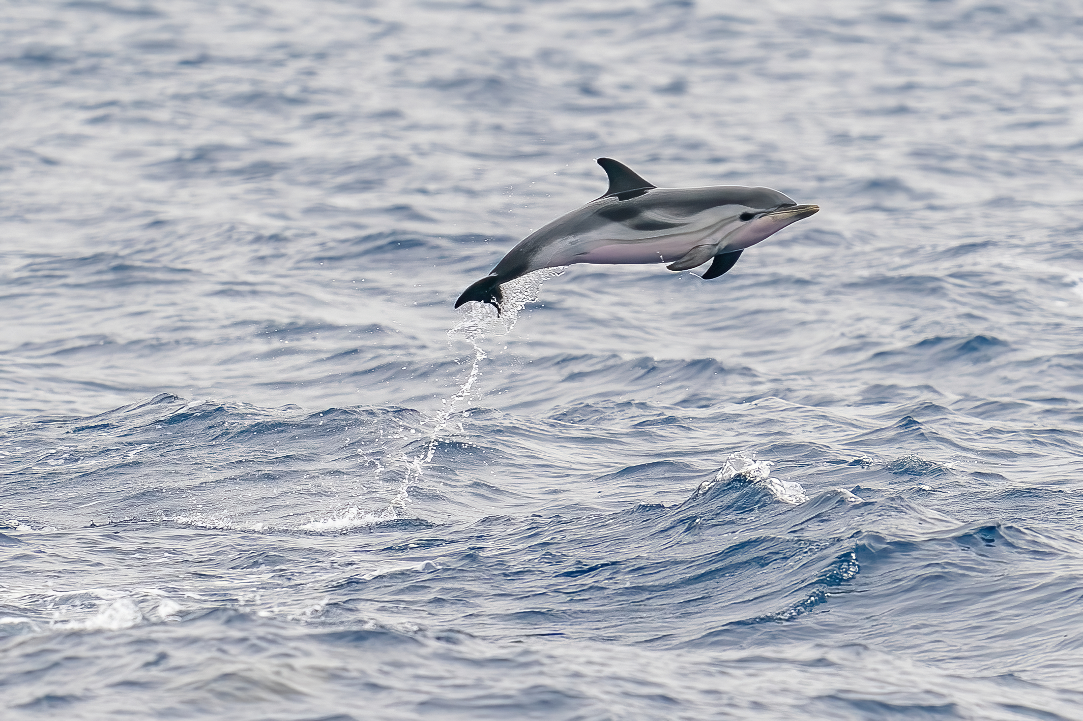 the jump of the striped stenella