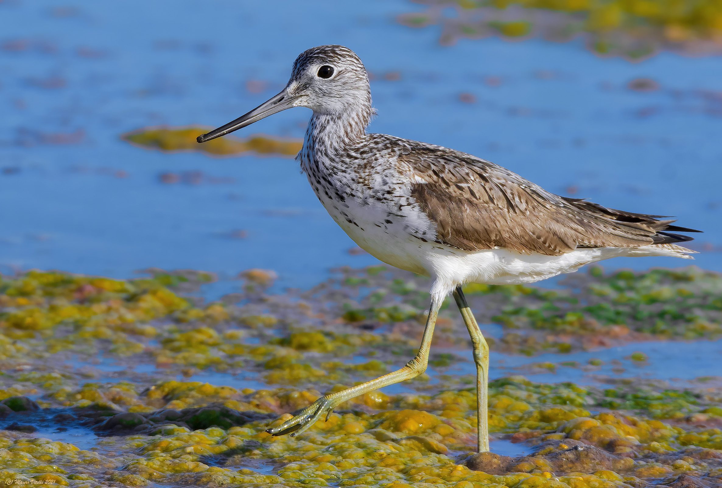 Pantana (Tringa nebularia)