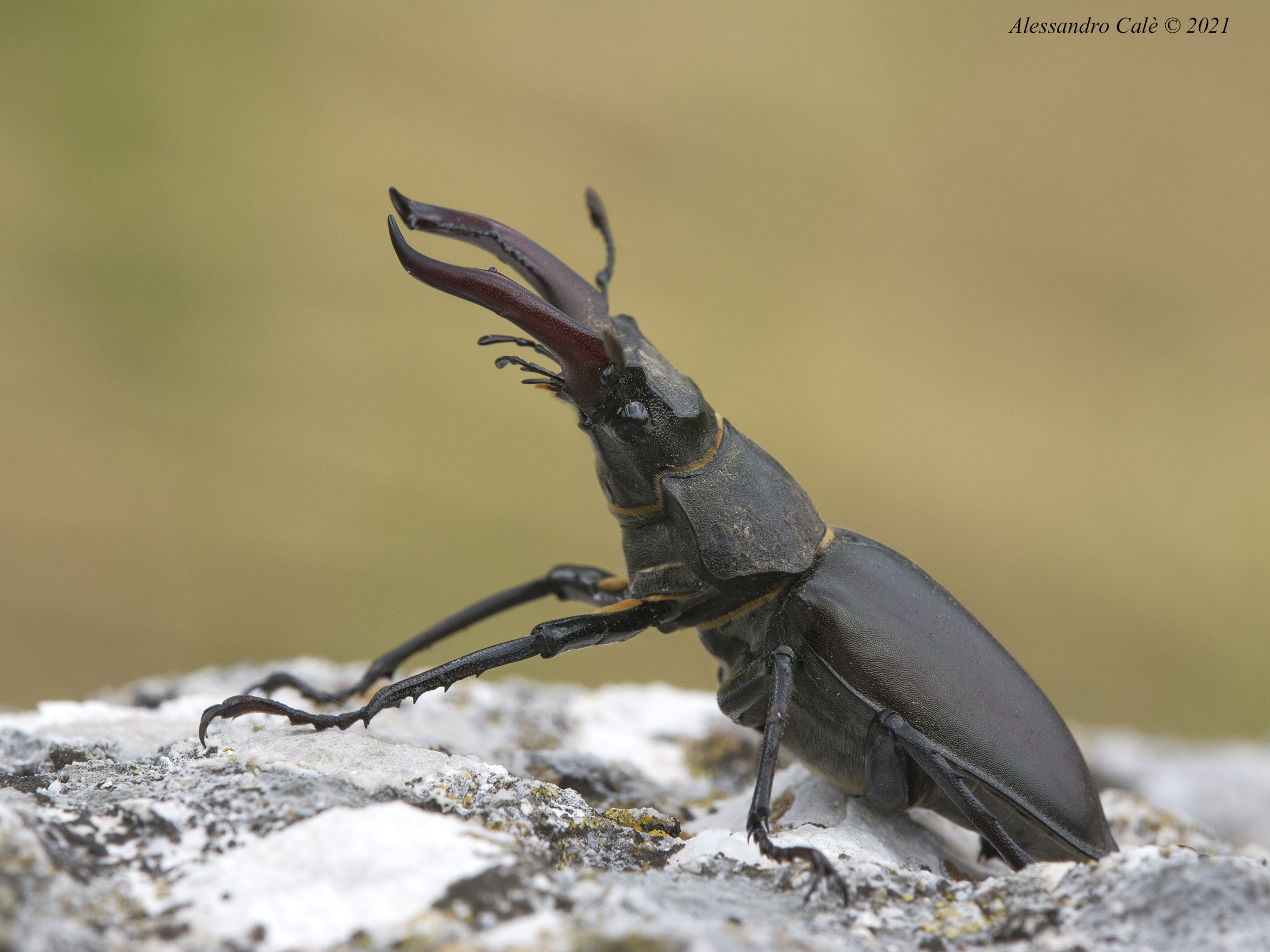 Lucanus cervus ( Cervo volante) 3659