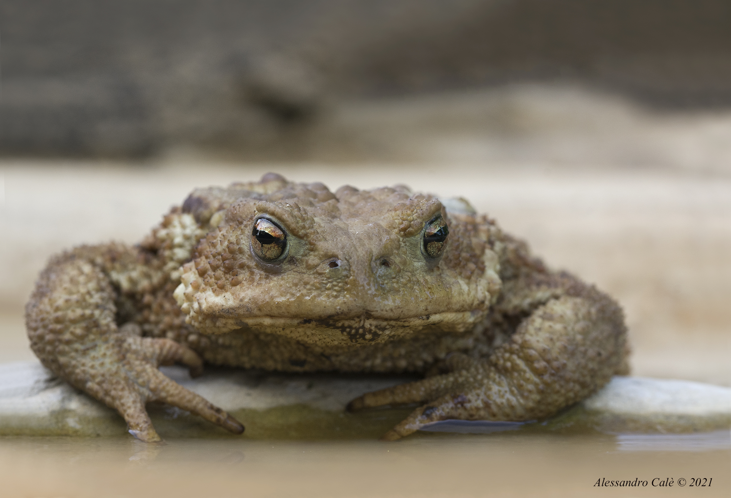 Bufo bufo (Rospo comune) 3827