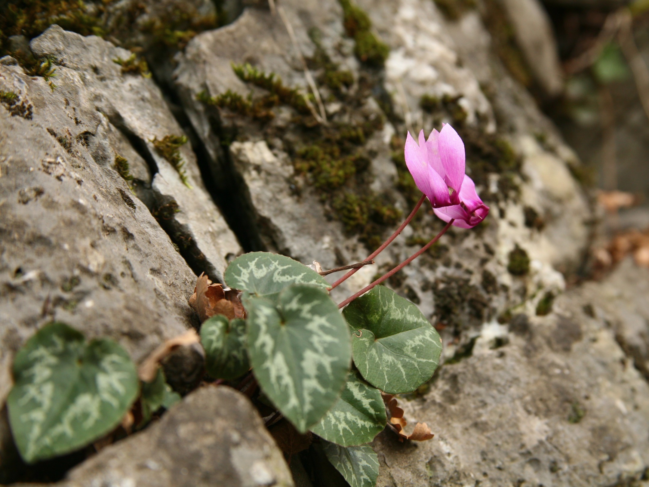 cyclamen