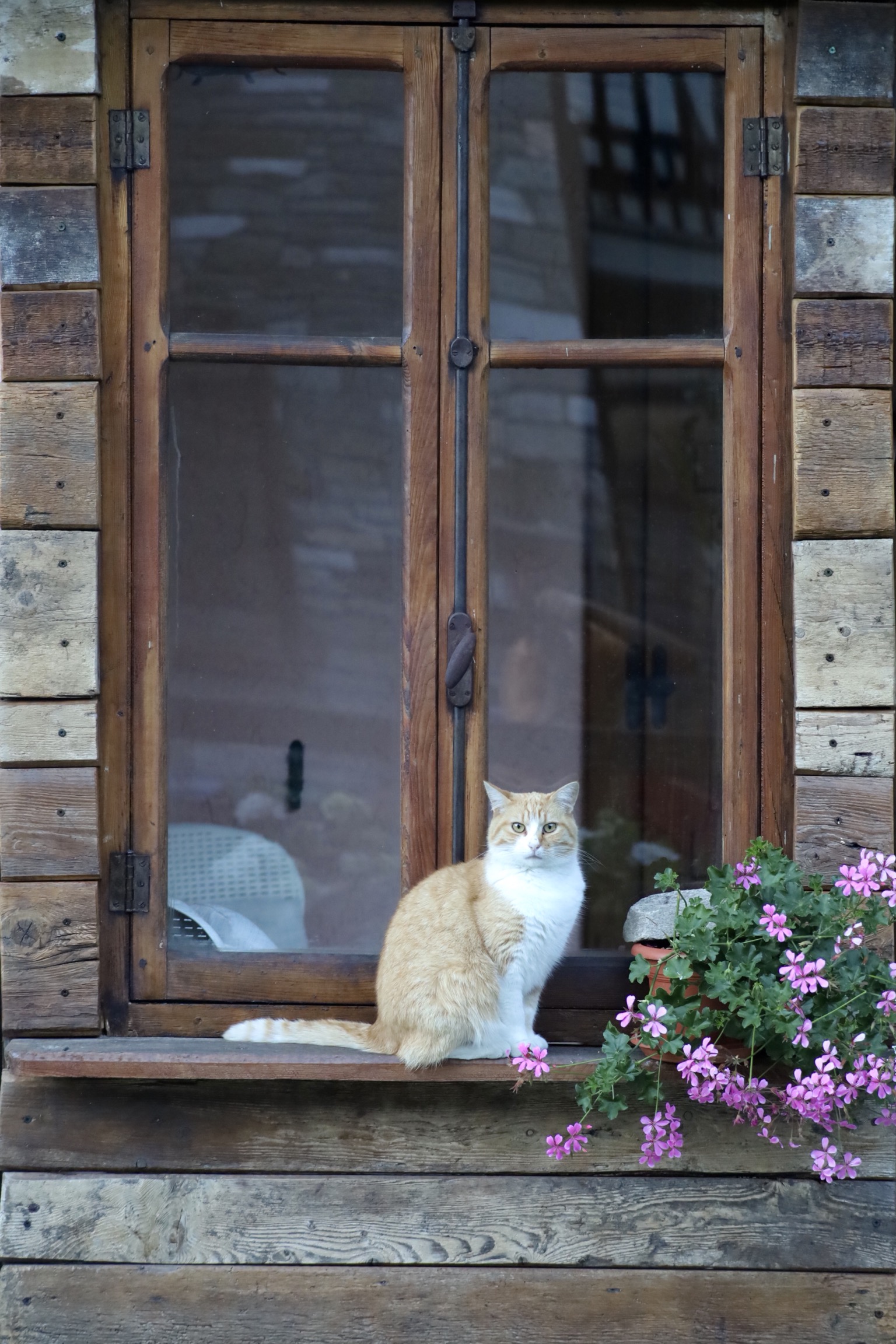 Composizione gattofloreale