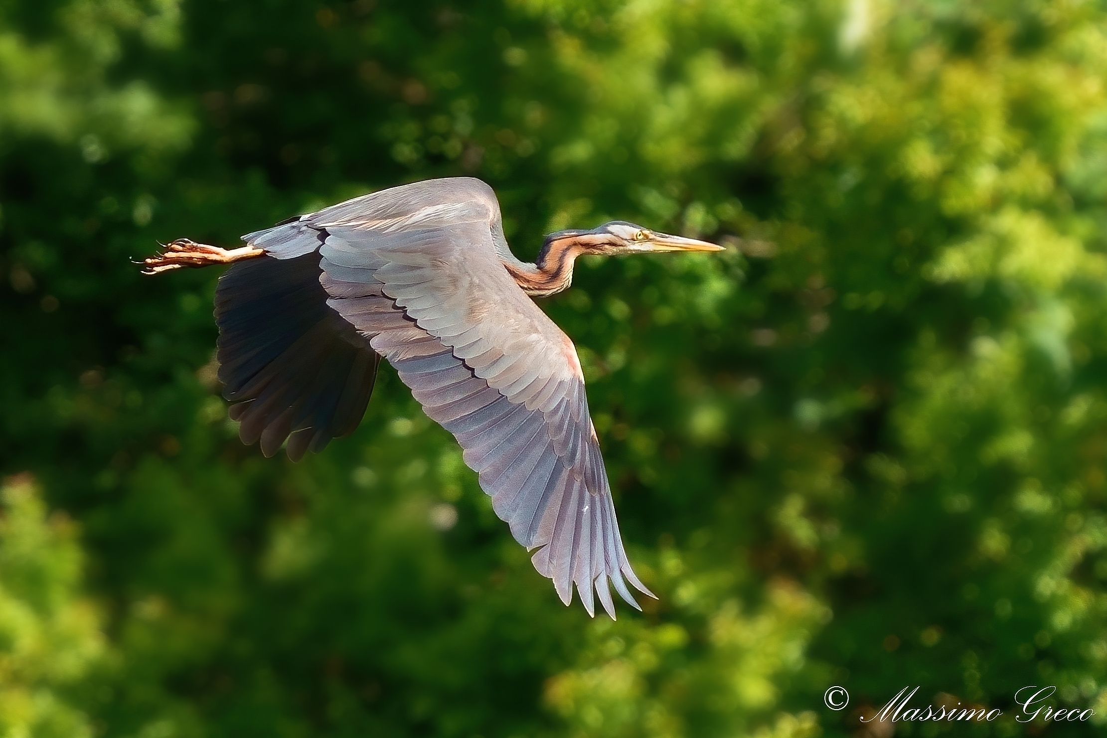 Airone rosso (Ardea purpurea)