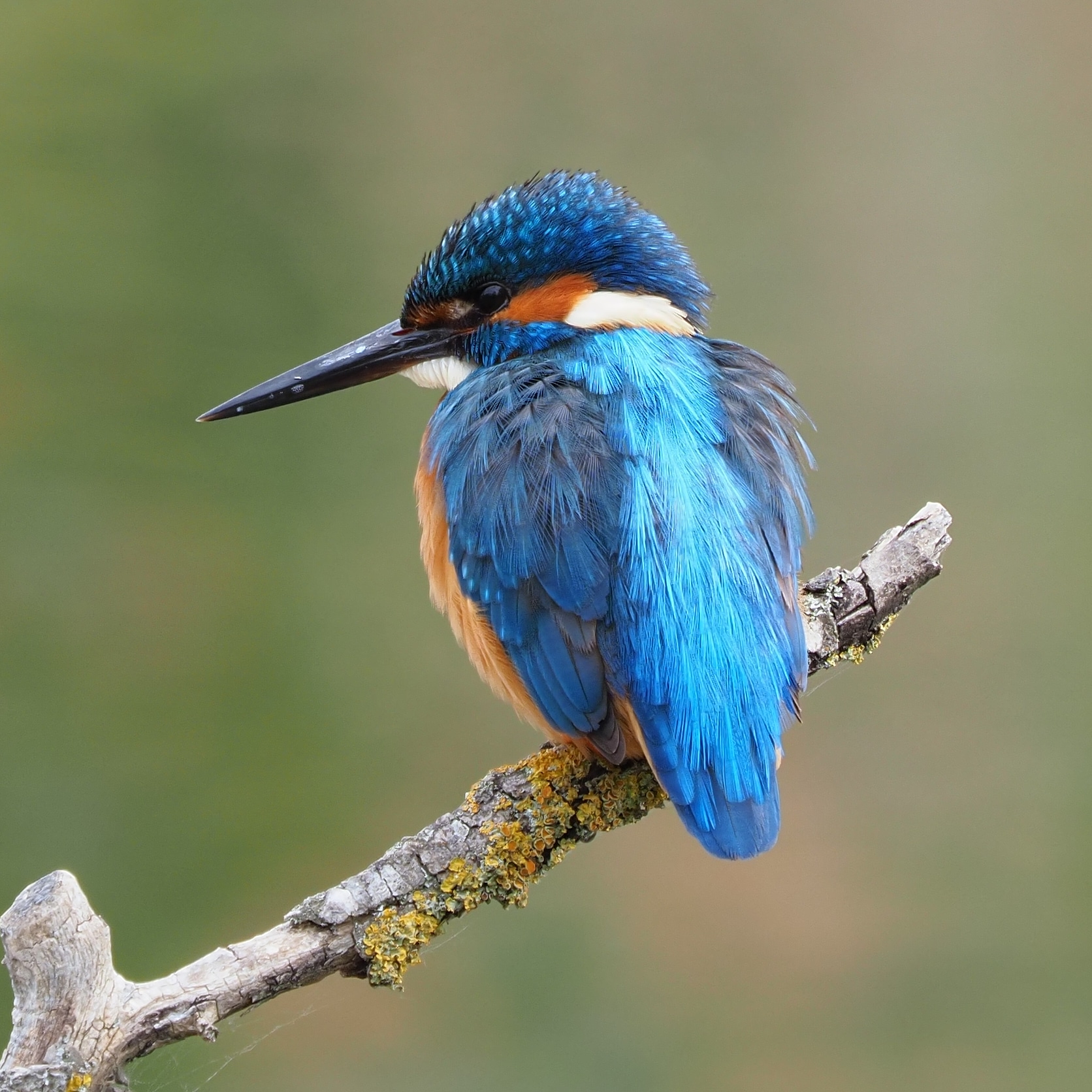 Kingfisher