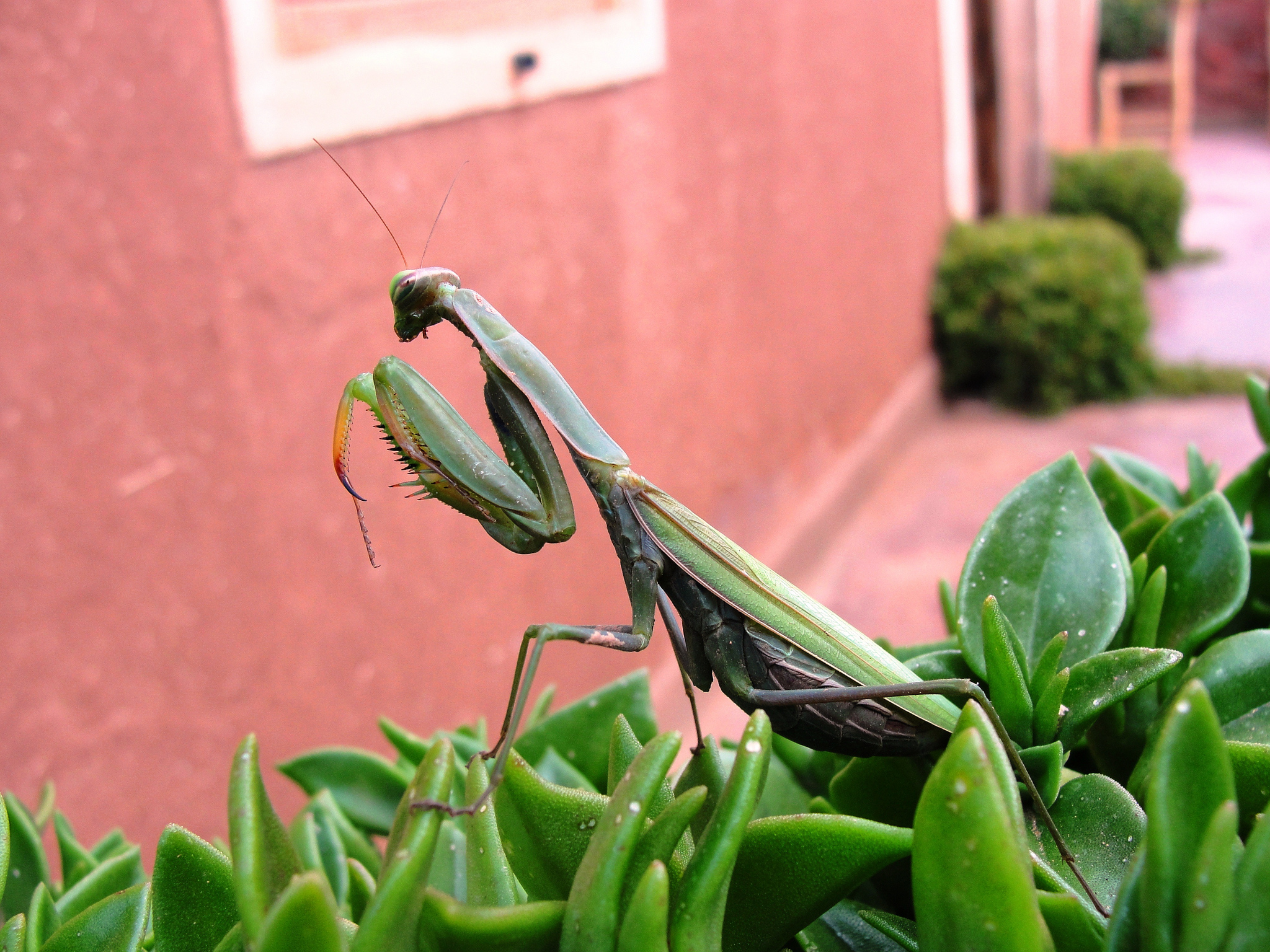 Mantis 2