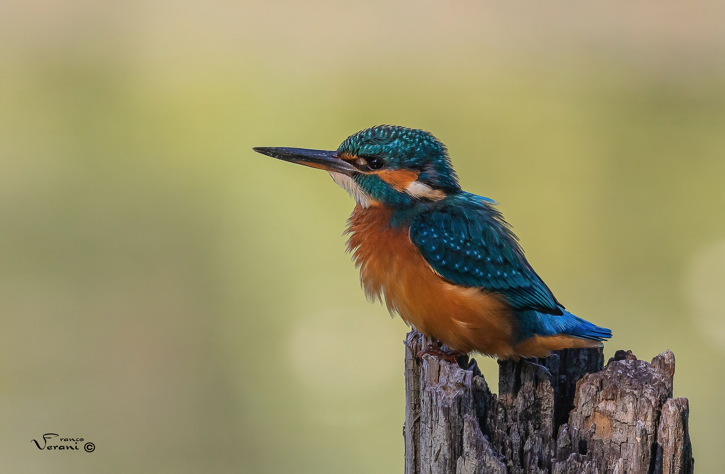 kingfisher