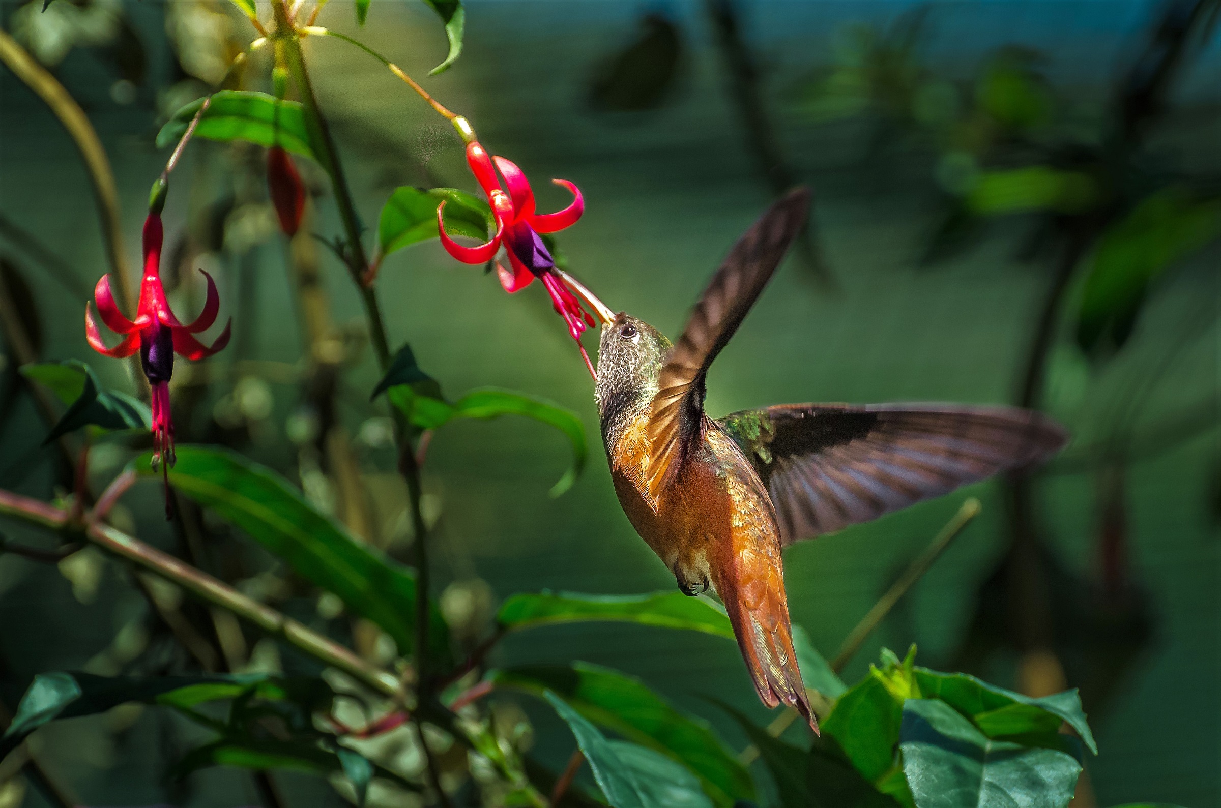 Colibrì