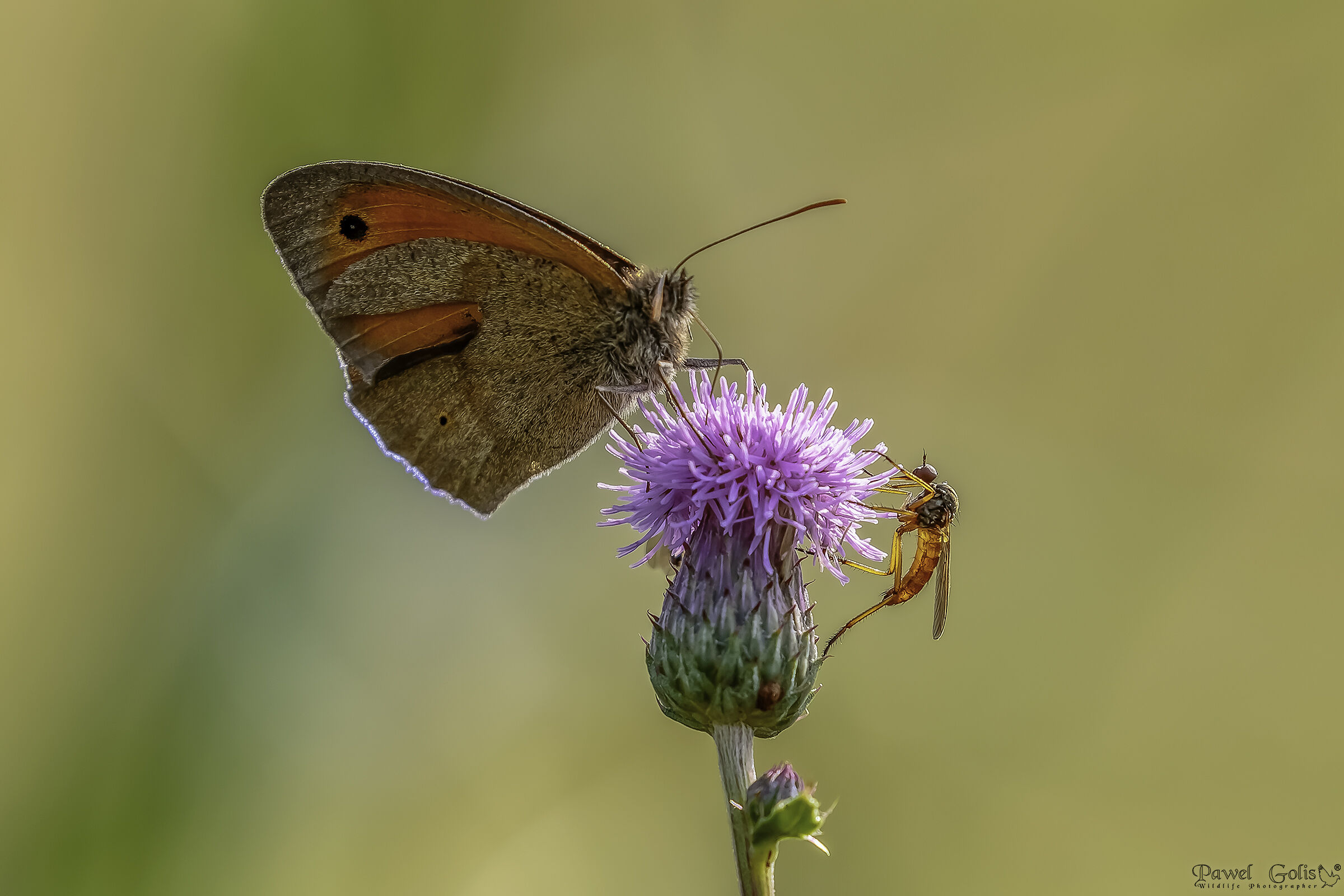 Prato marrone (Maniola jurtina)