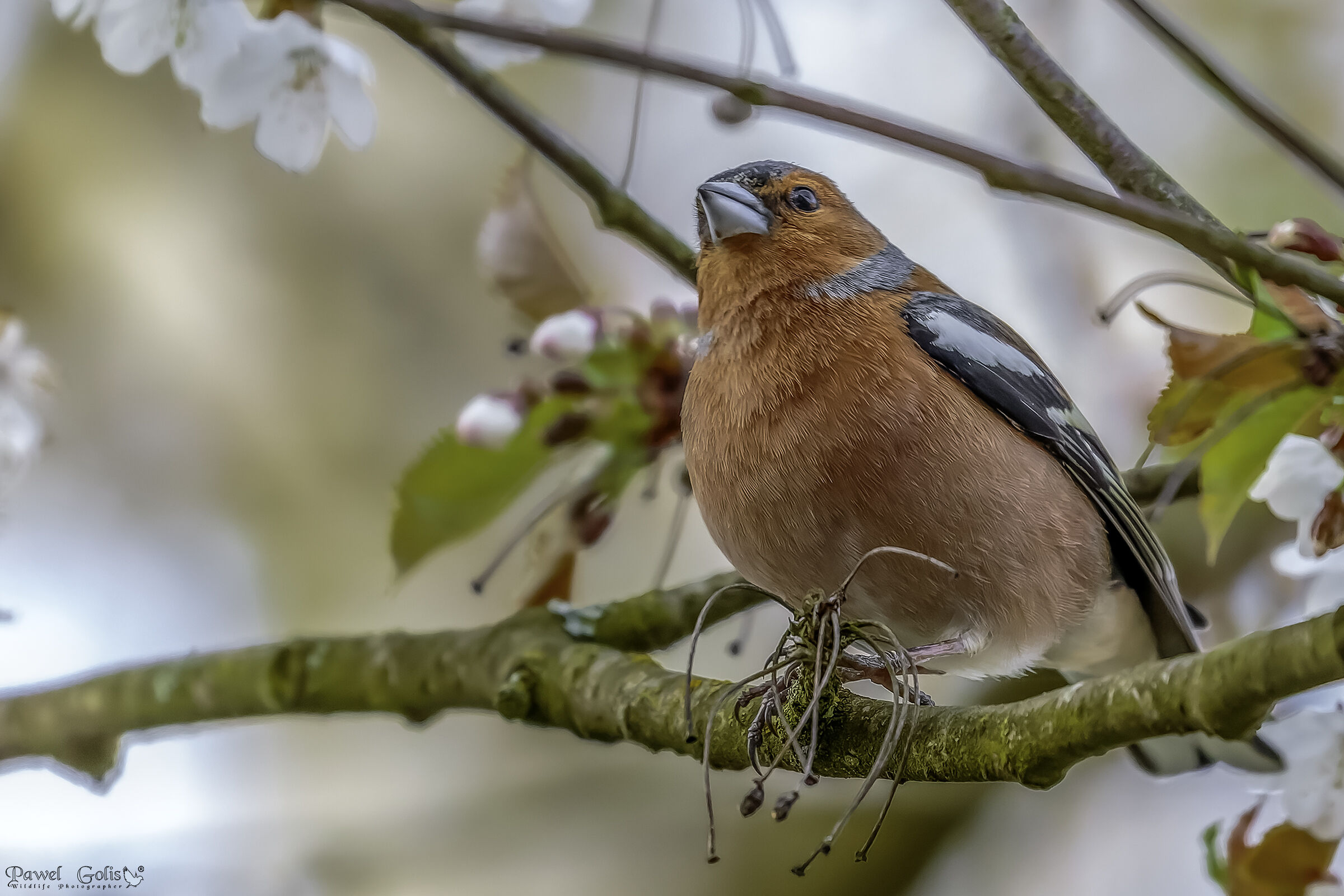 Chaffinch comune (Fringilla coelebs)