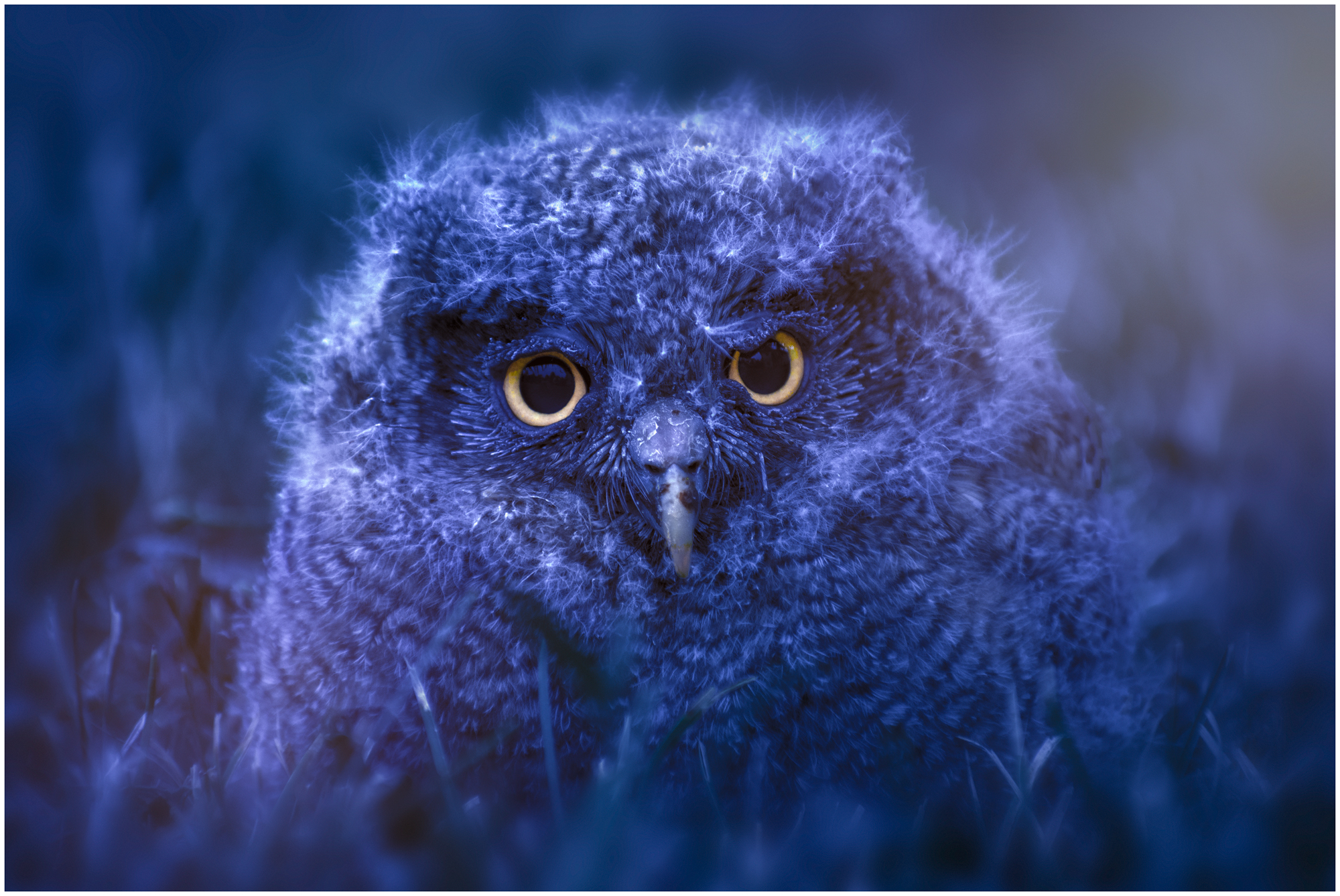 Giovane Assiolo Tropicale