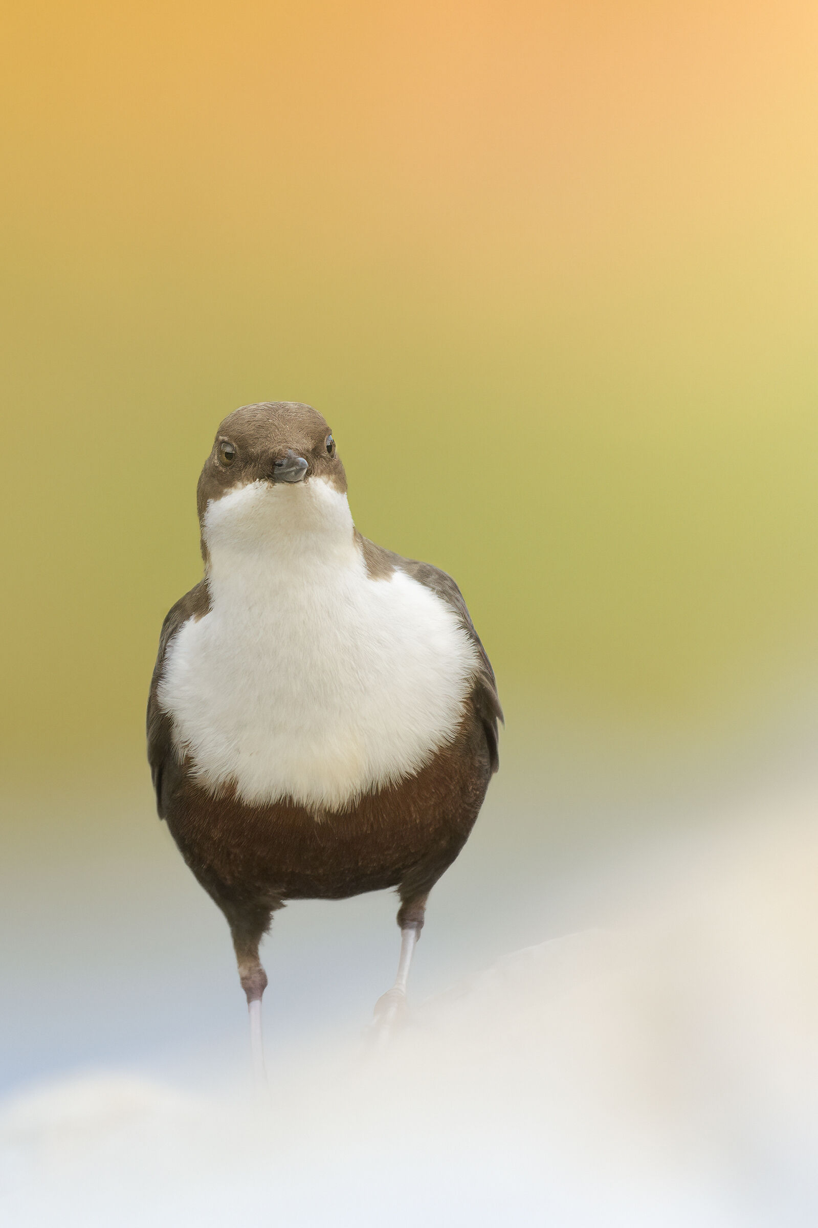 white-throated dipper