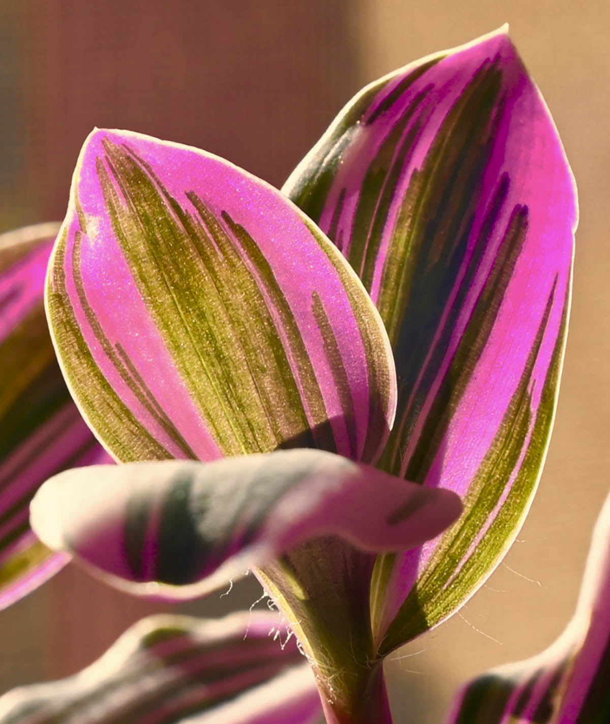 tradescantia