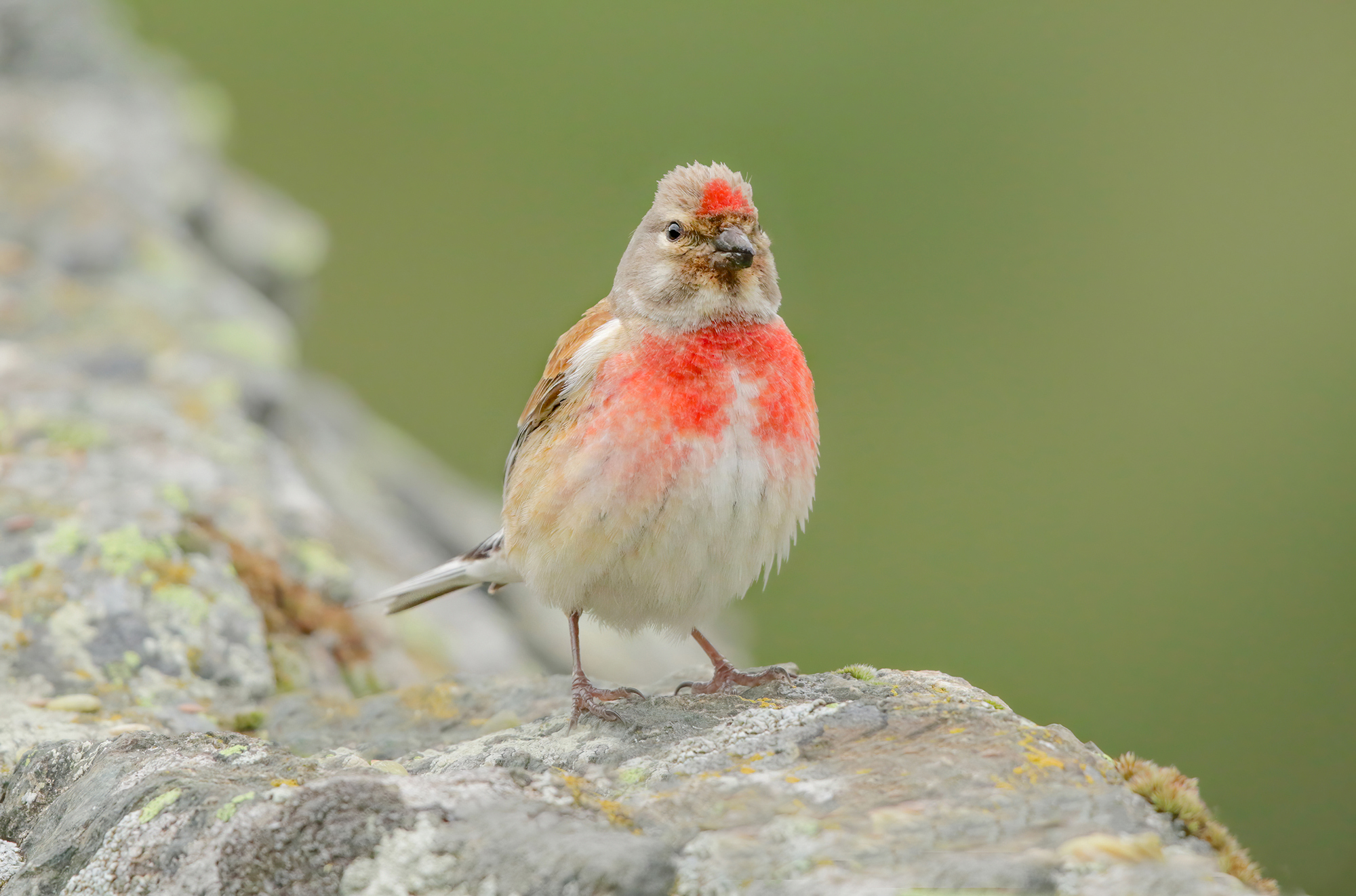 fanello maschio in livrea riproduttiva