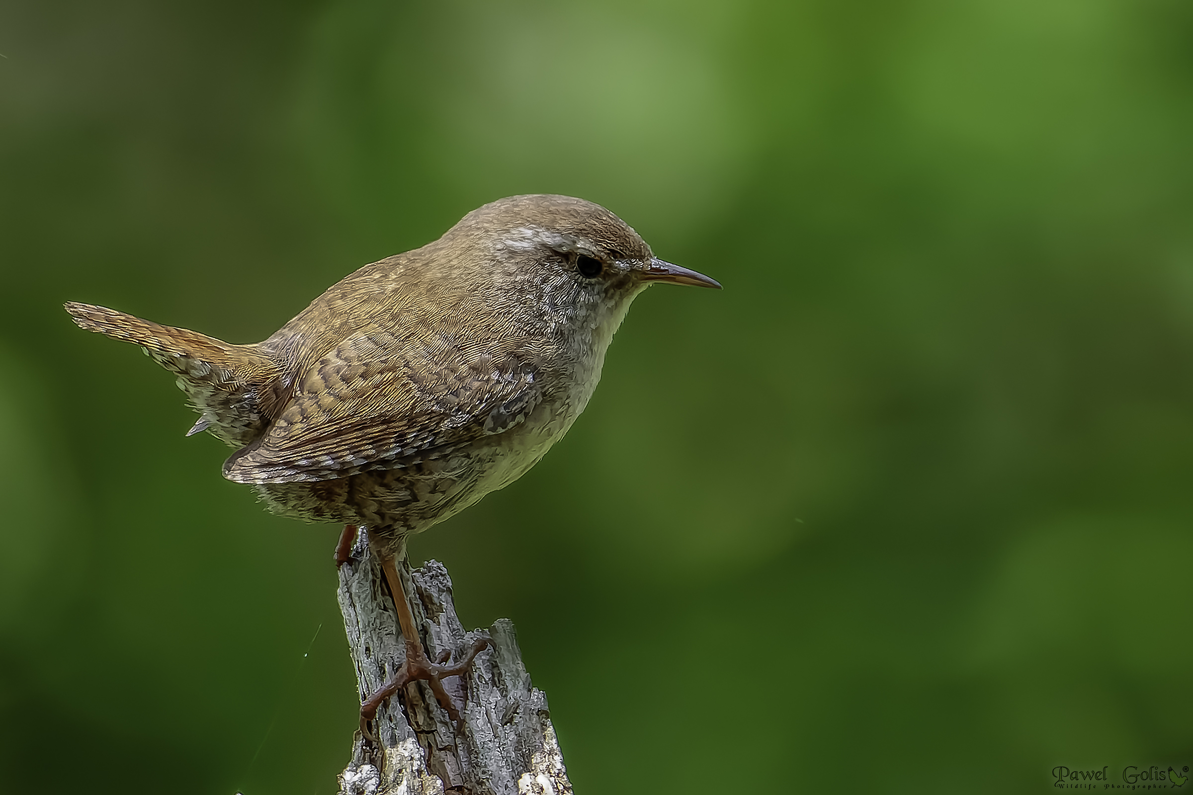 Scricciolo eurasiatico (Troglodytes troglodytes)