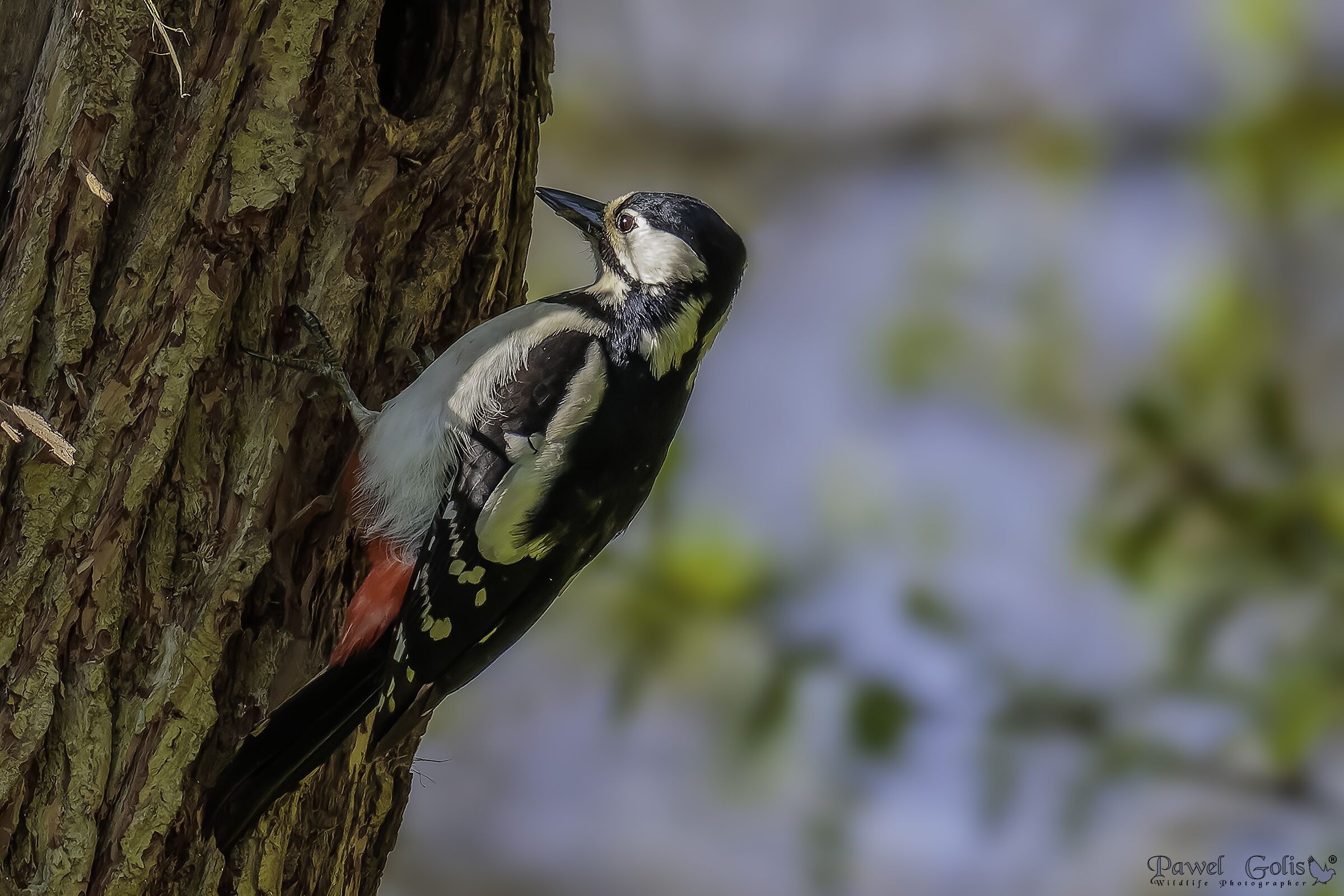 The great spotted woodpecker (Dendrocopos major)