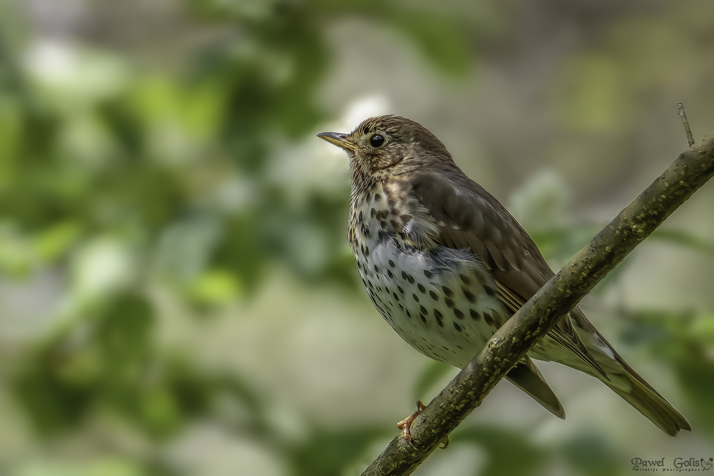 Merlo comune (Turdus merula)