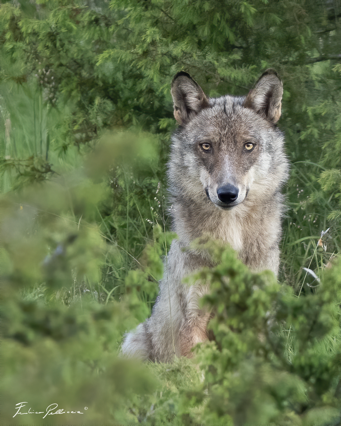 Face-to-face with the Apennine wolf