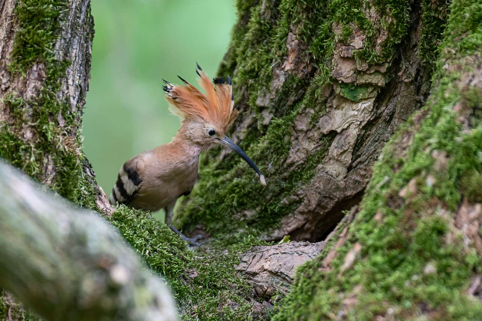 hoopoe
