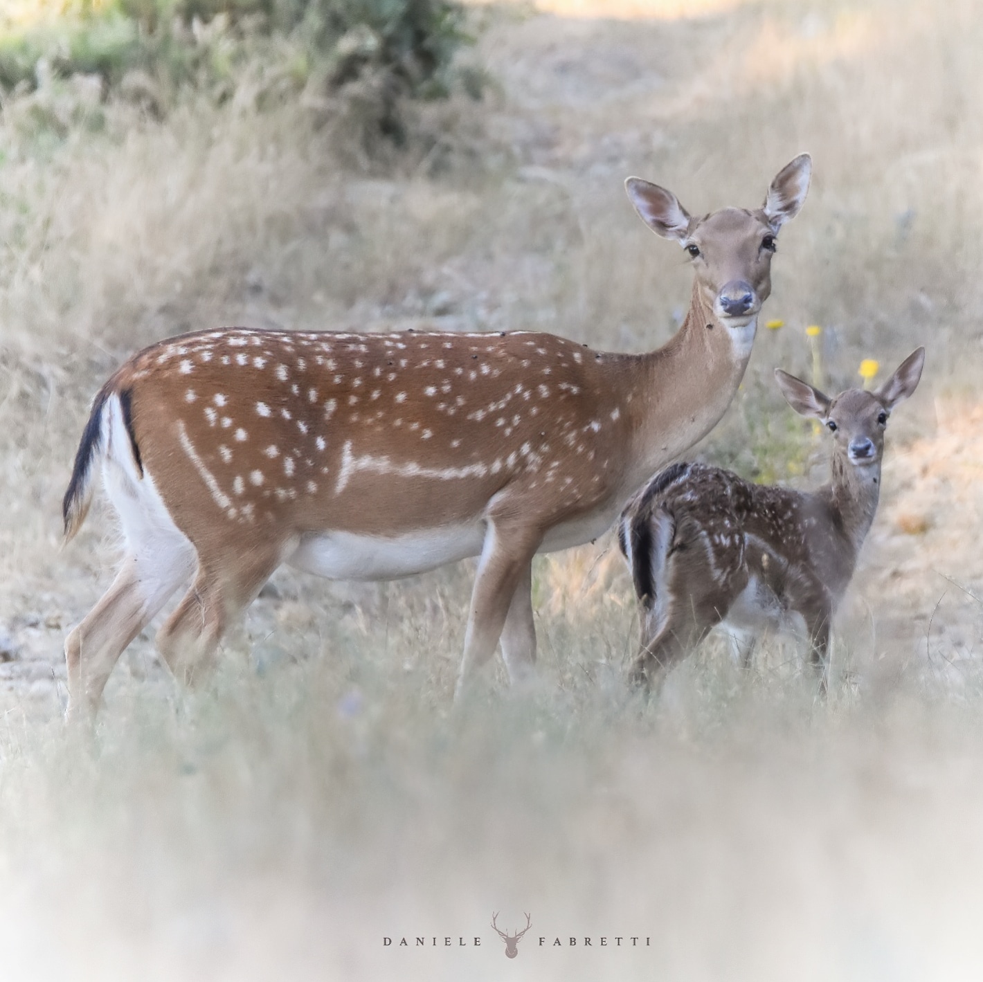 Mom's dad with puppy