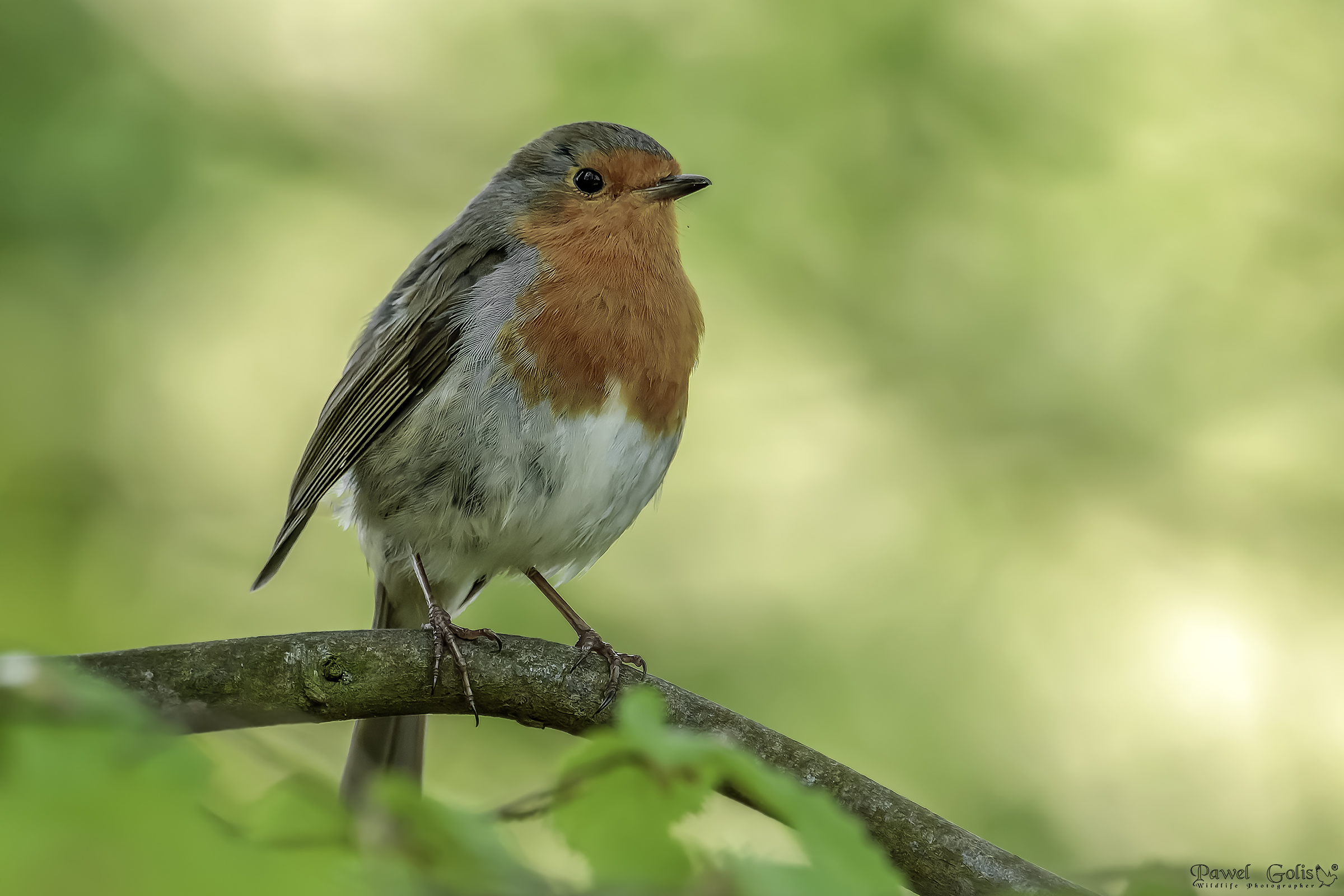 Pettirosso europeo (Erithacus rubecula)
