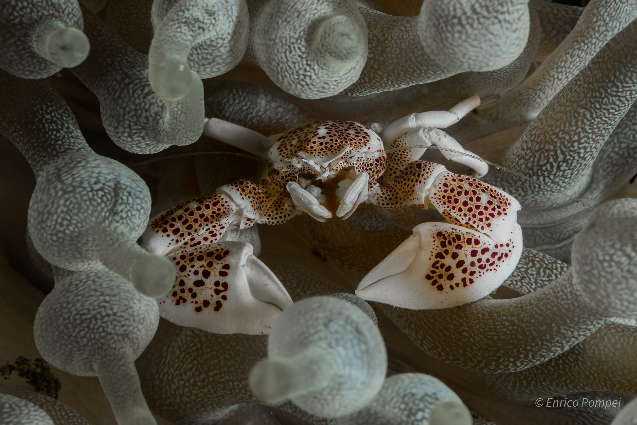 Glass & Porcelain Crab