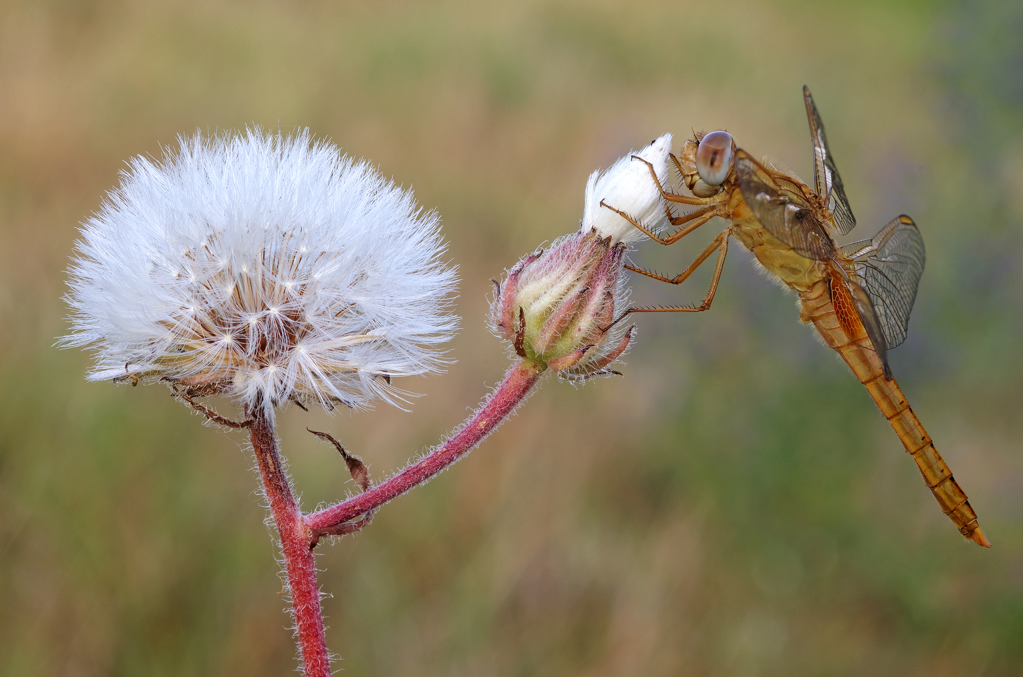Female crocothemis erythraea