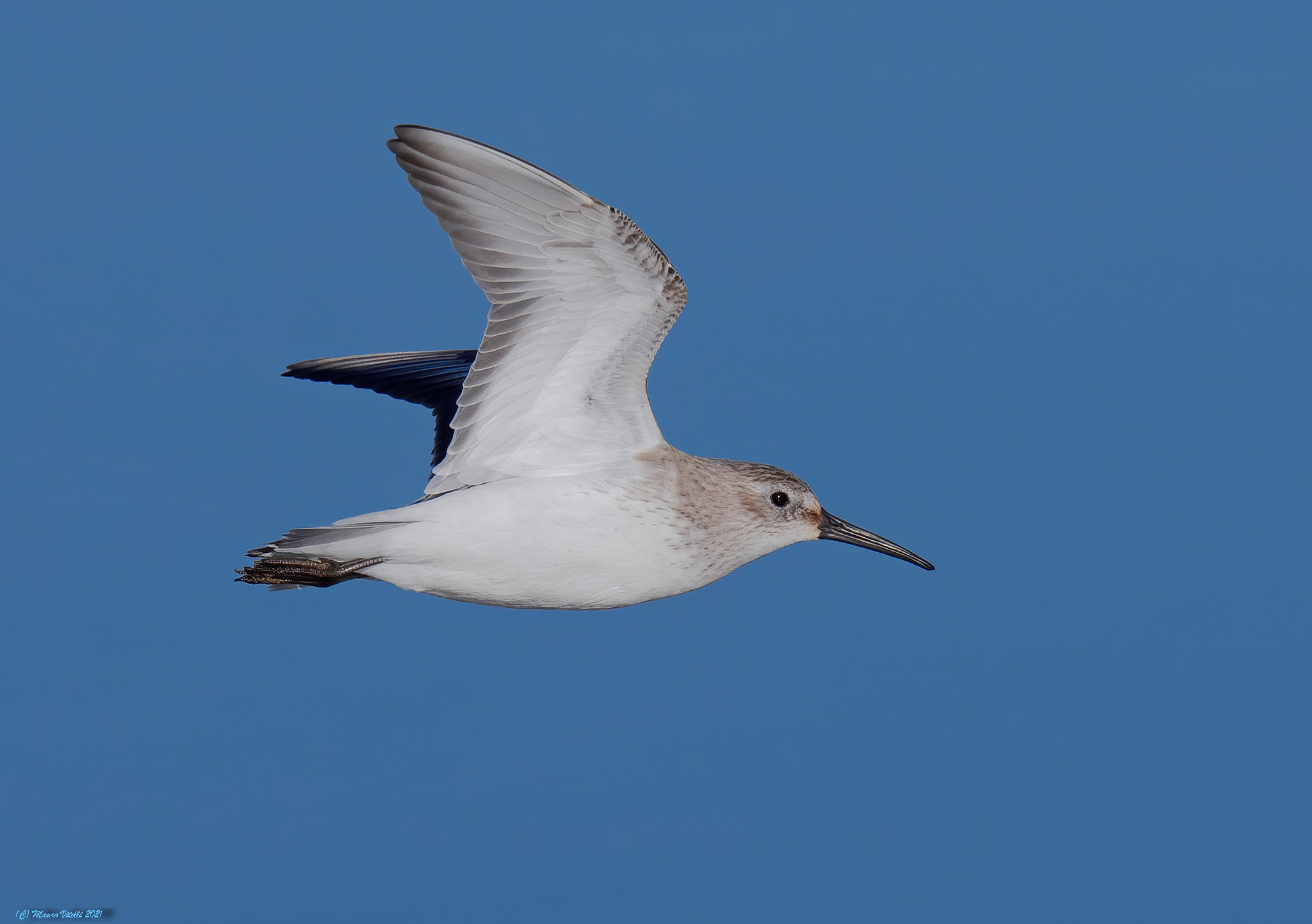 Black-bellied Rain (alpine calidris)