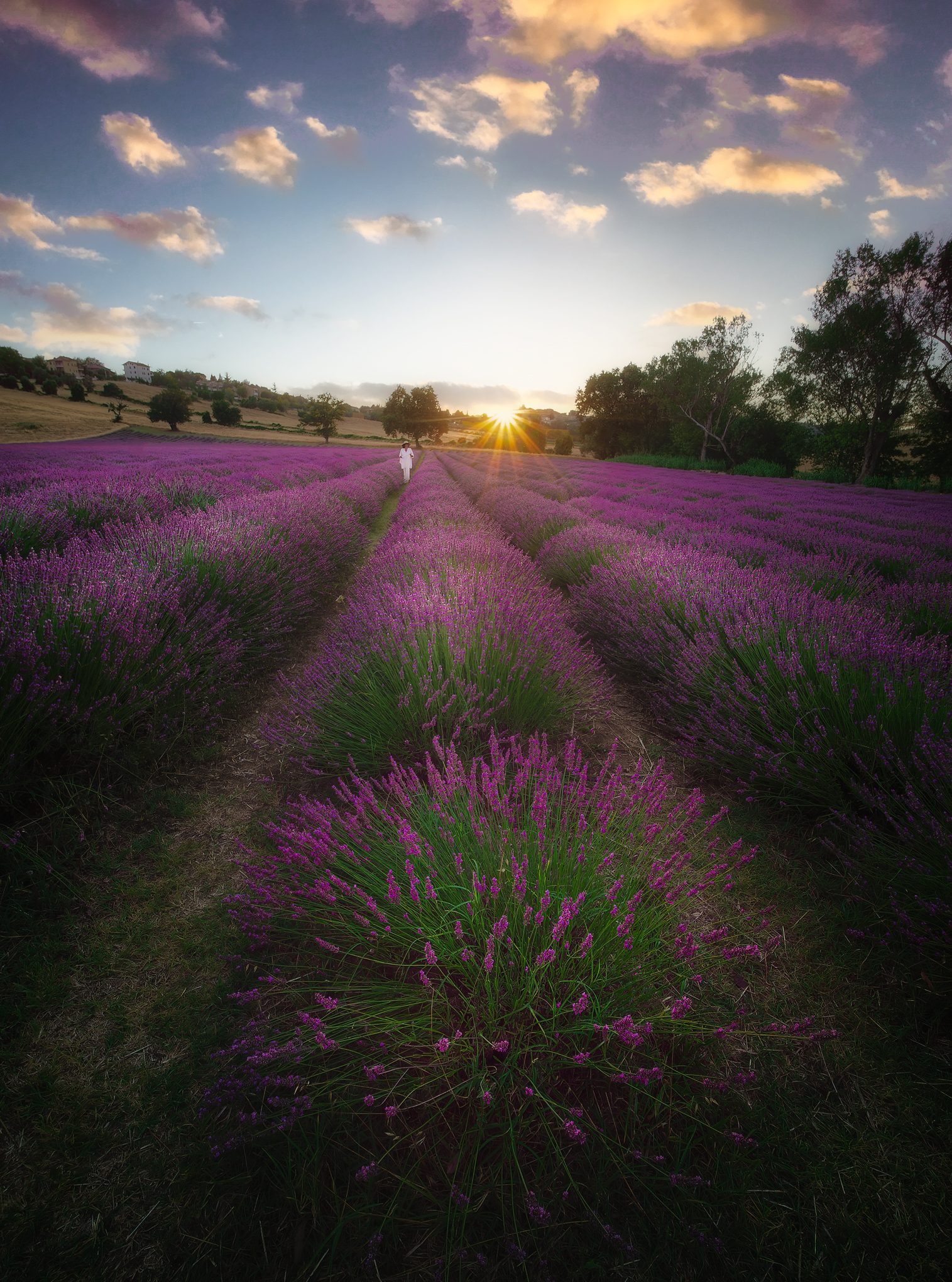 Il Lavandeto di Corinaldo