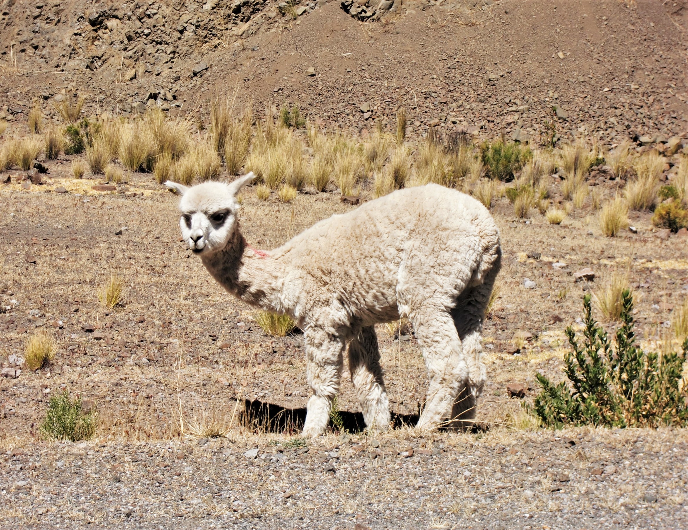 alpaca