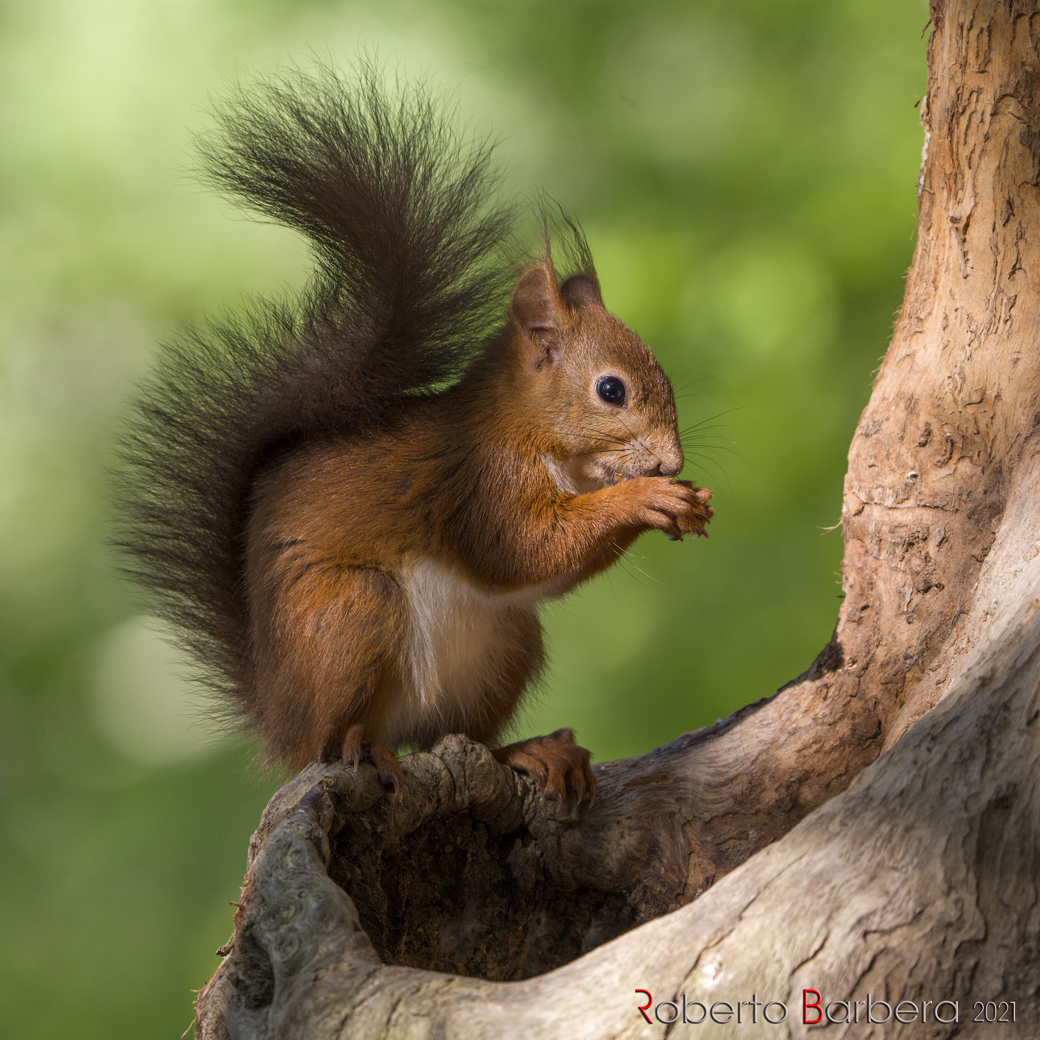 scoiattolo