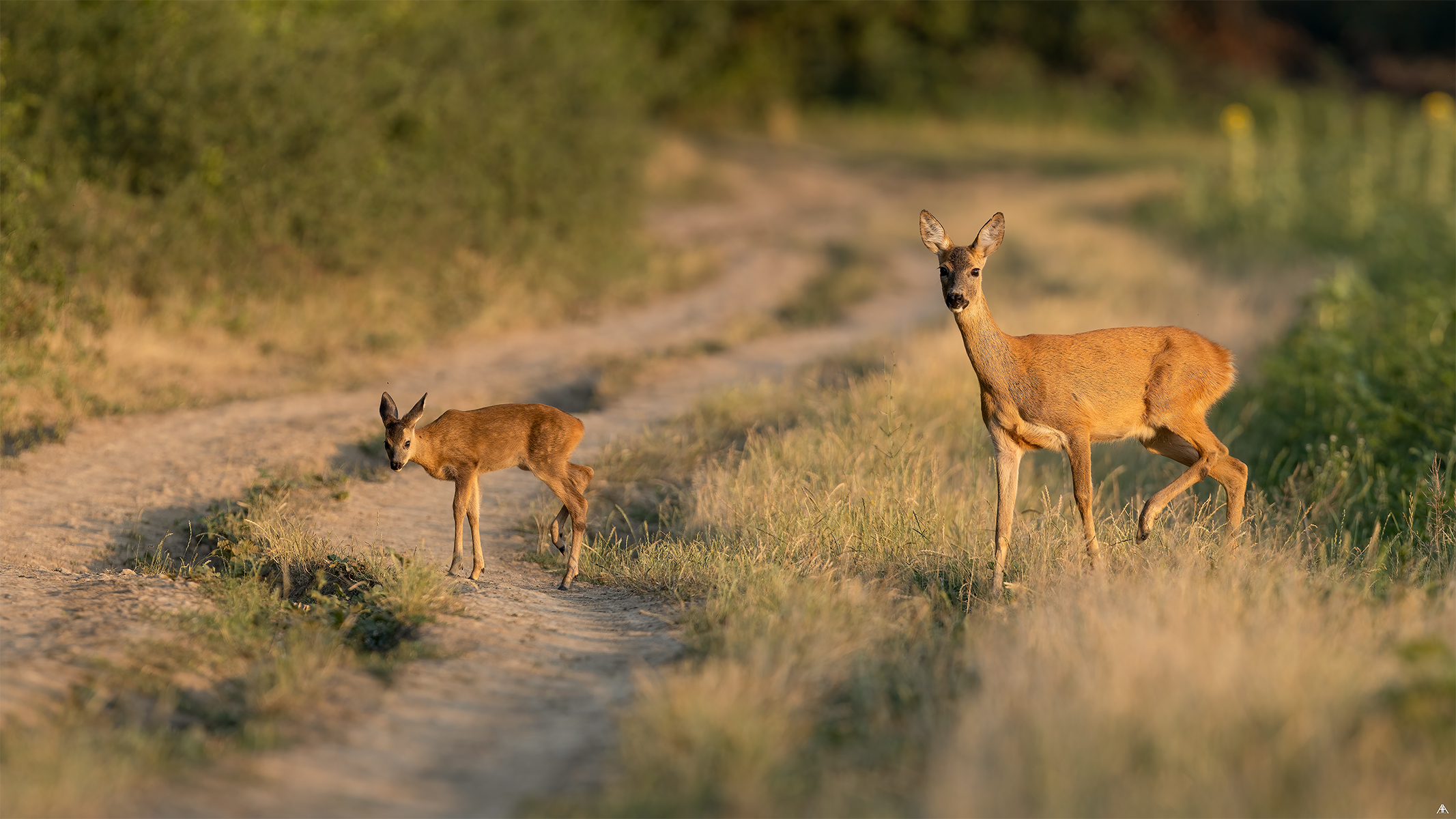 Roe deer and cub