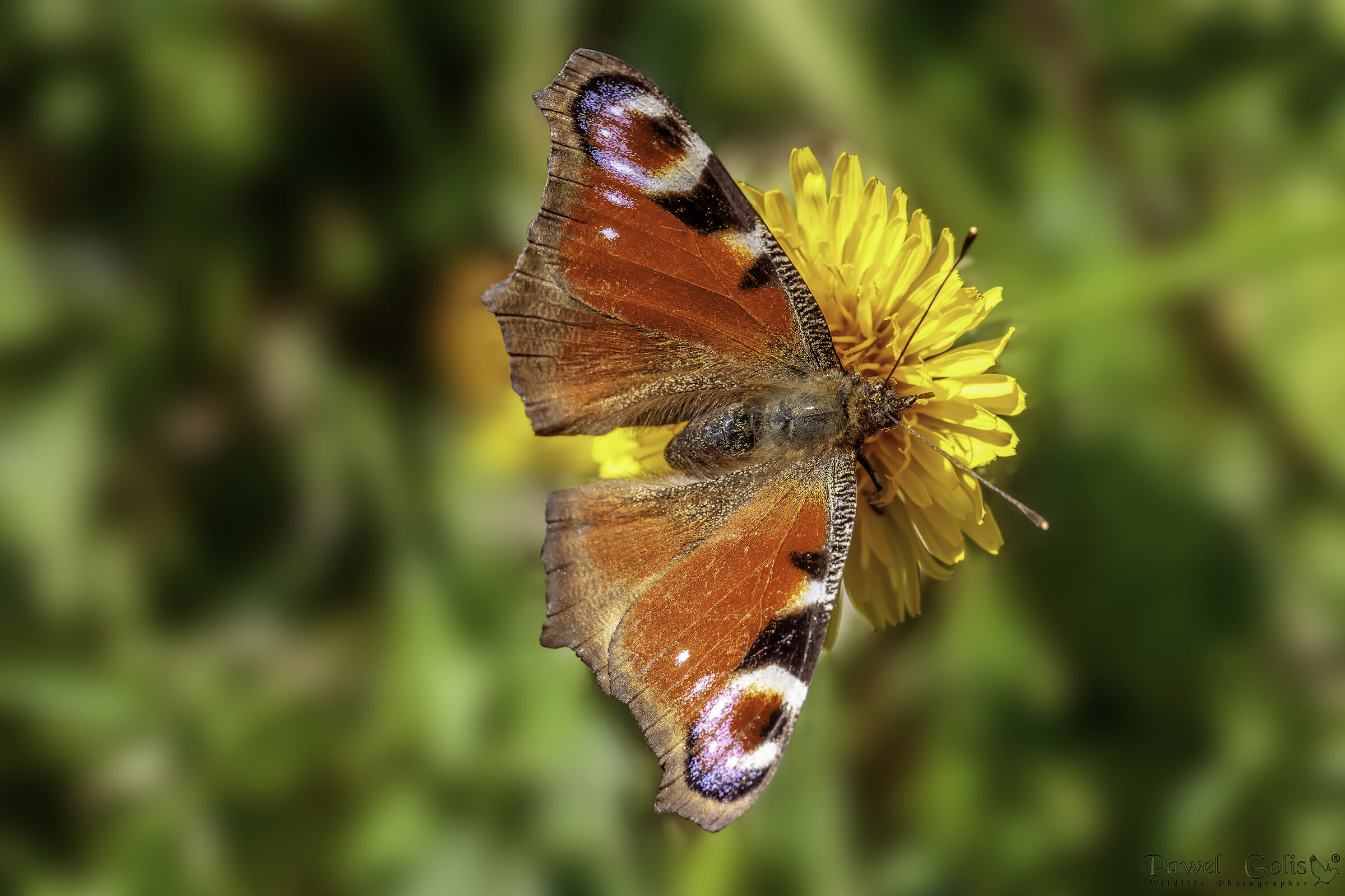 Pavone europeo (Aglais io)