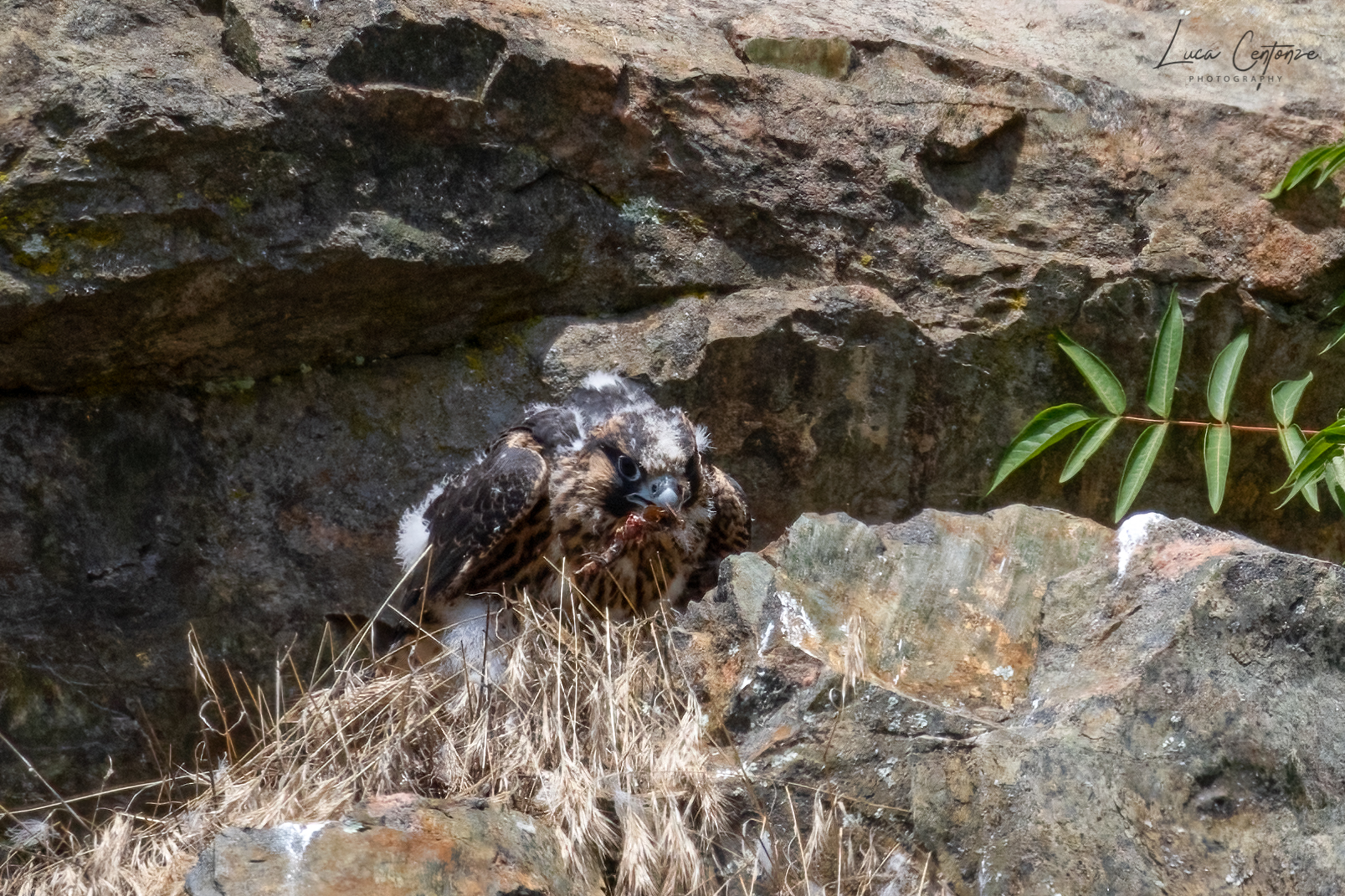 Giovane Falco Pellegrino