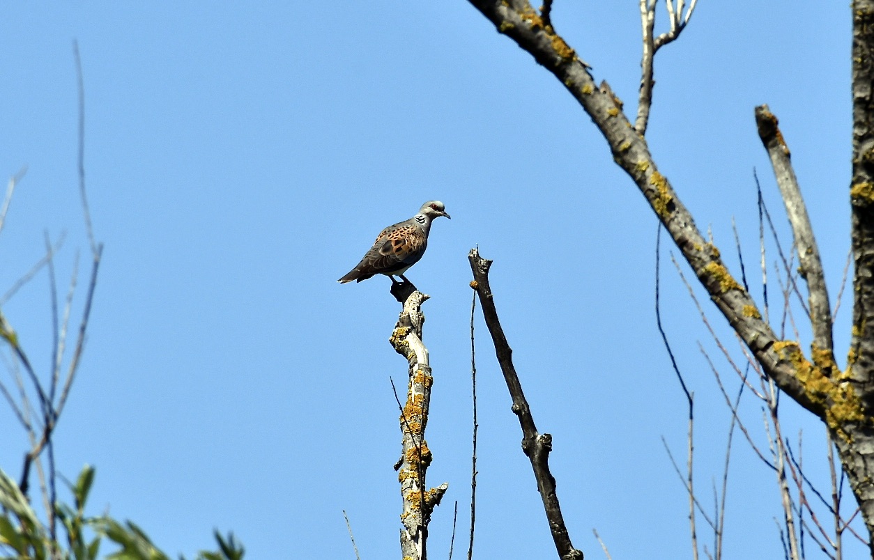 Wild dove