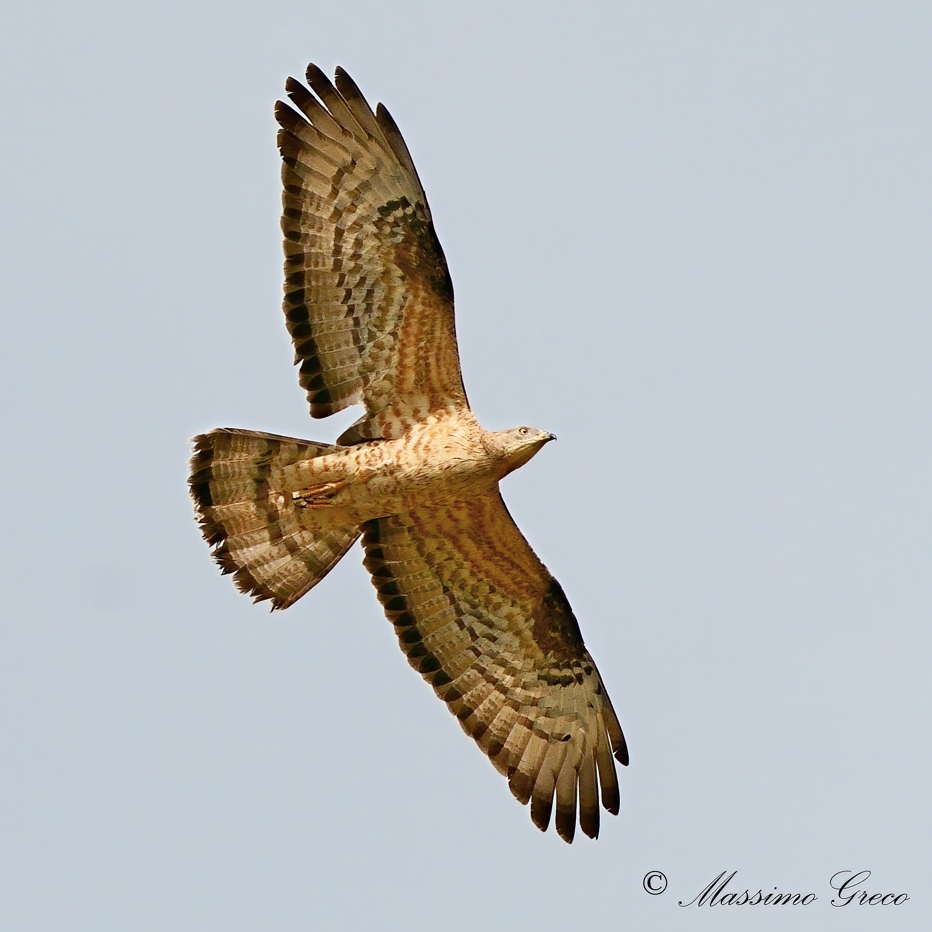 Pecchiaiolo Falcon (Pernis apivorus)