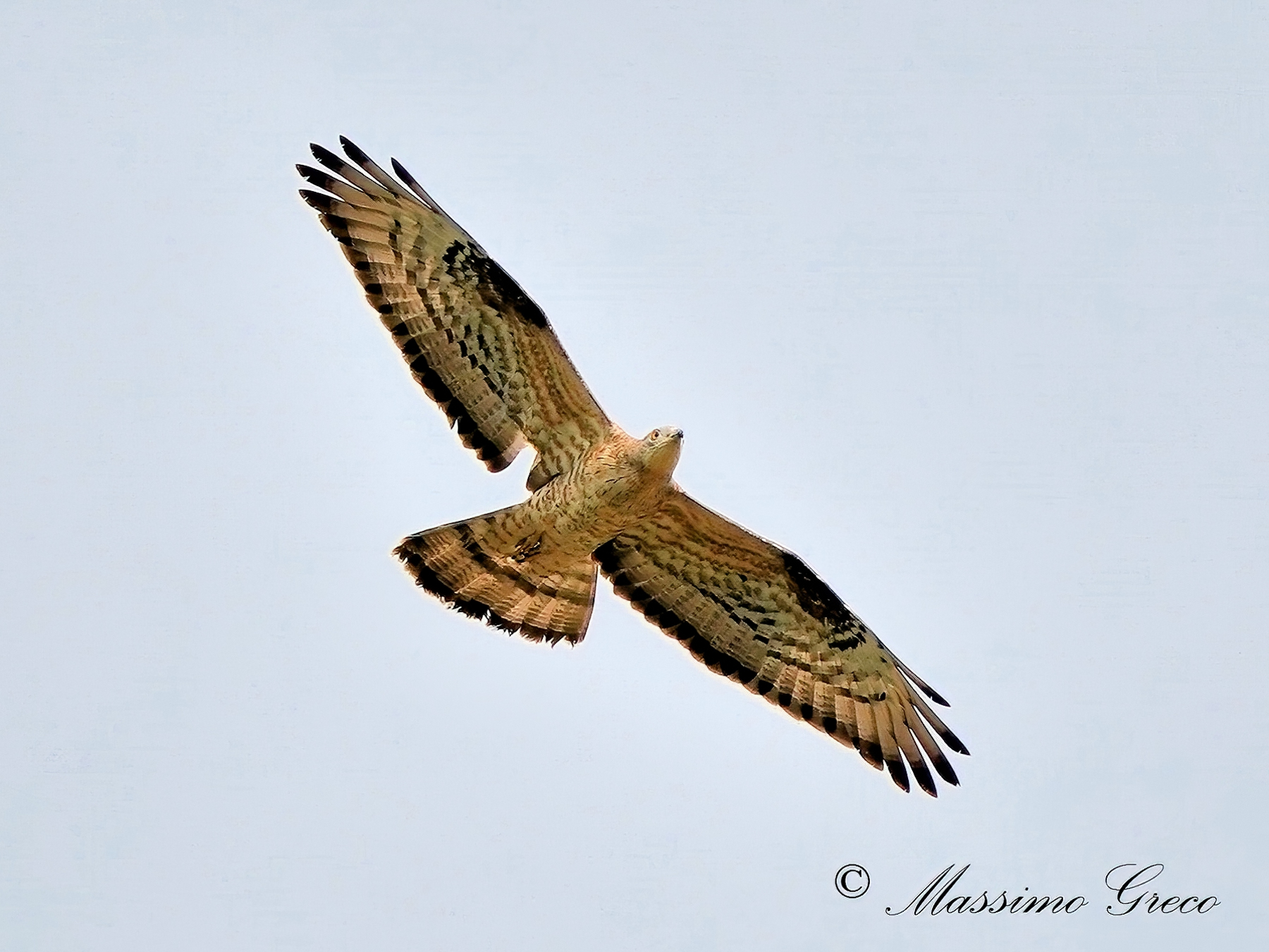 Pecchiaiolo Falcon (Pernis apivorus)