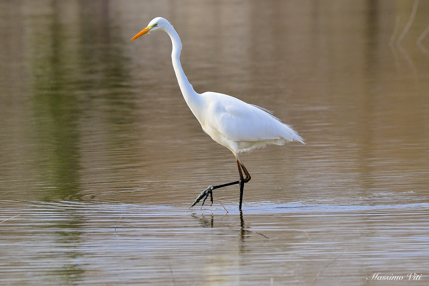 Lo splendido Airone bianco maggiore